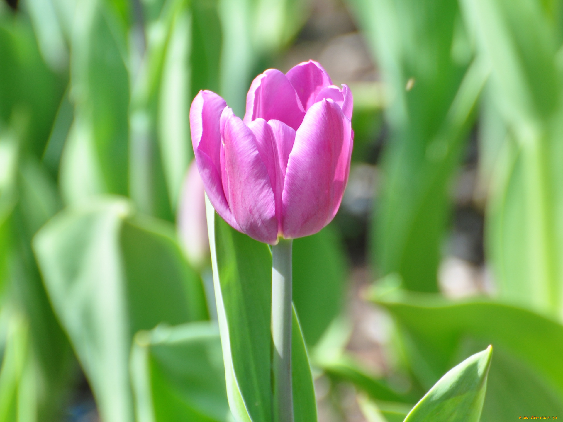 цветы, тюльпаны