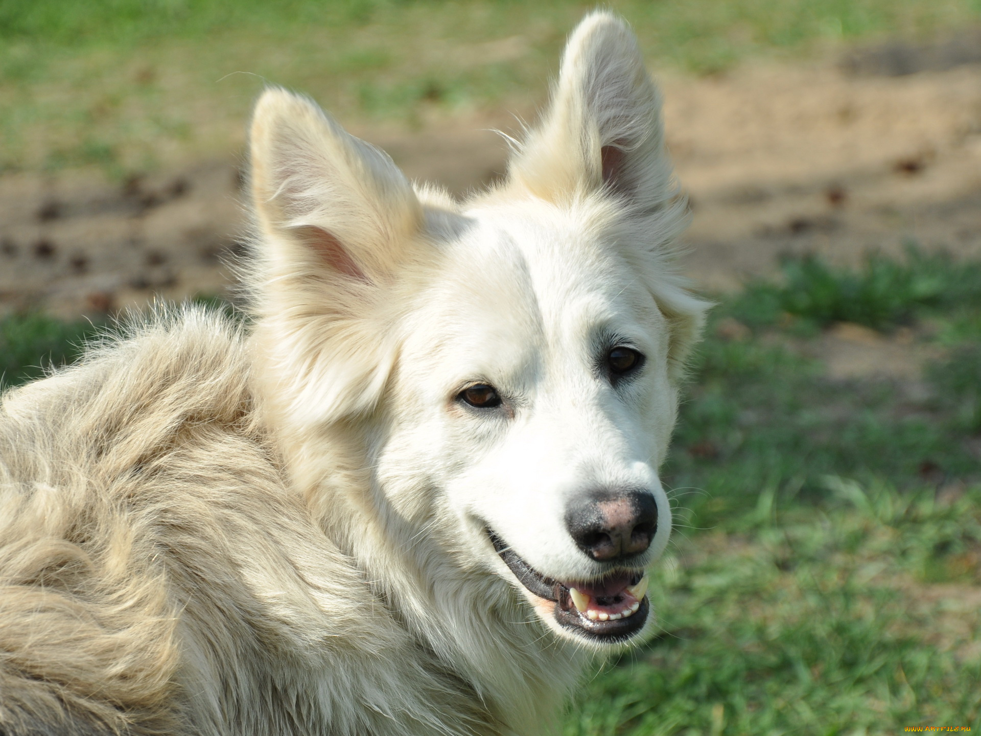 животные, собаки
