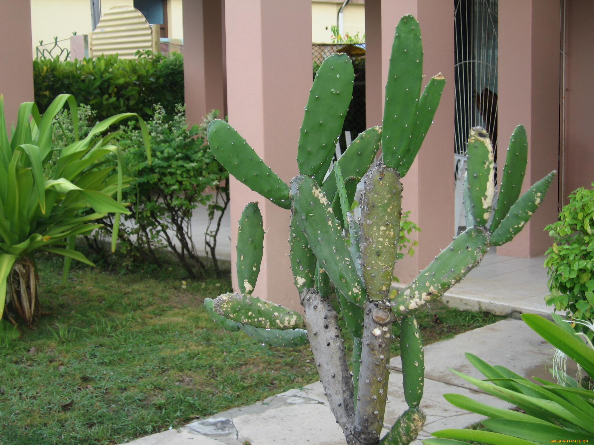 цветы, кактусы