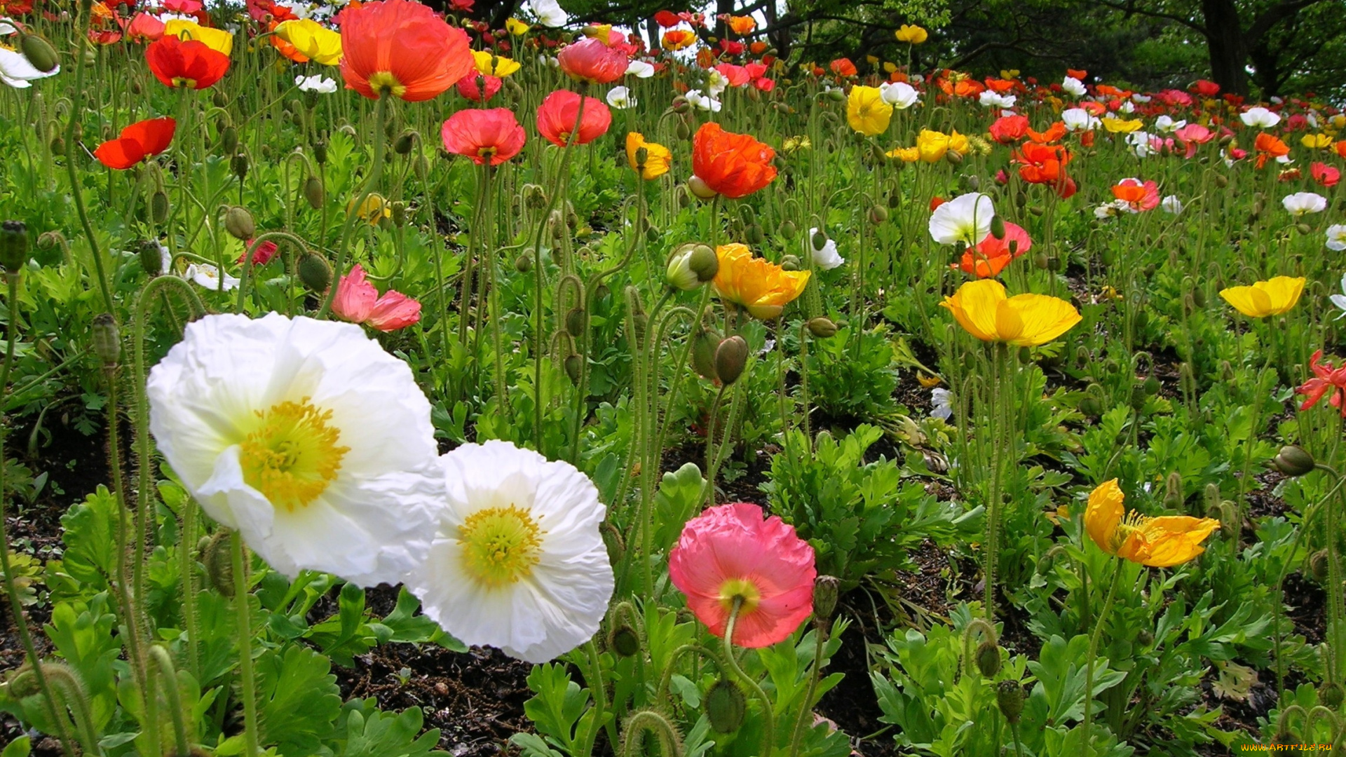 цветы, маки, много, разноцветный
