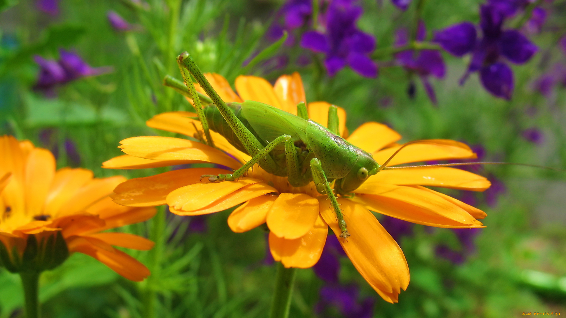 животные, кузнечики, саранча