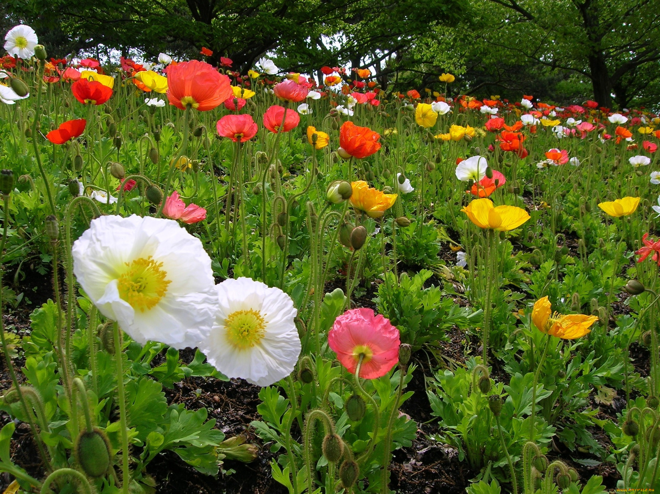 цветы, маки, много, разноцветный