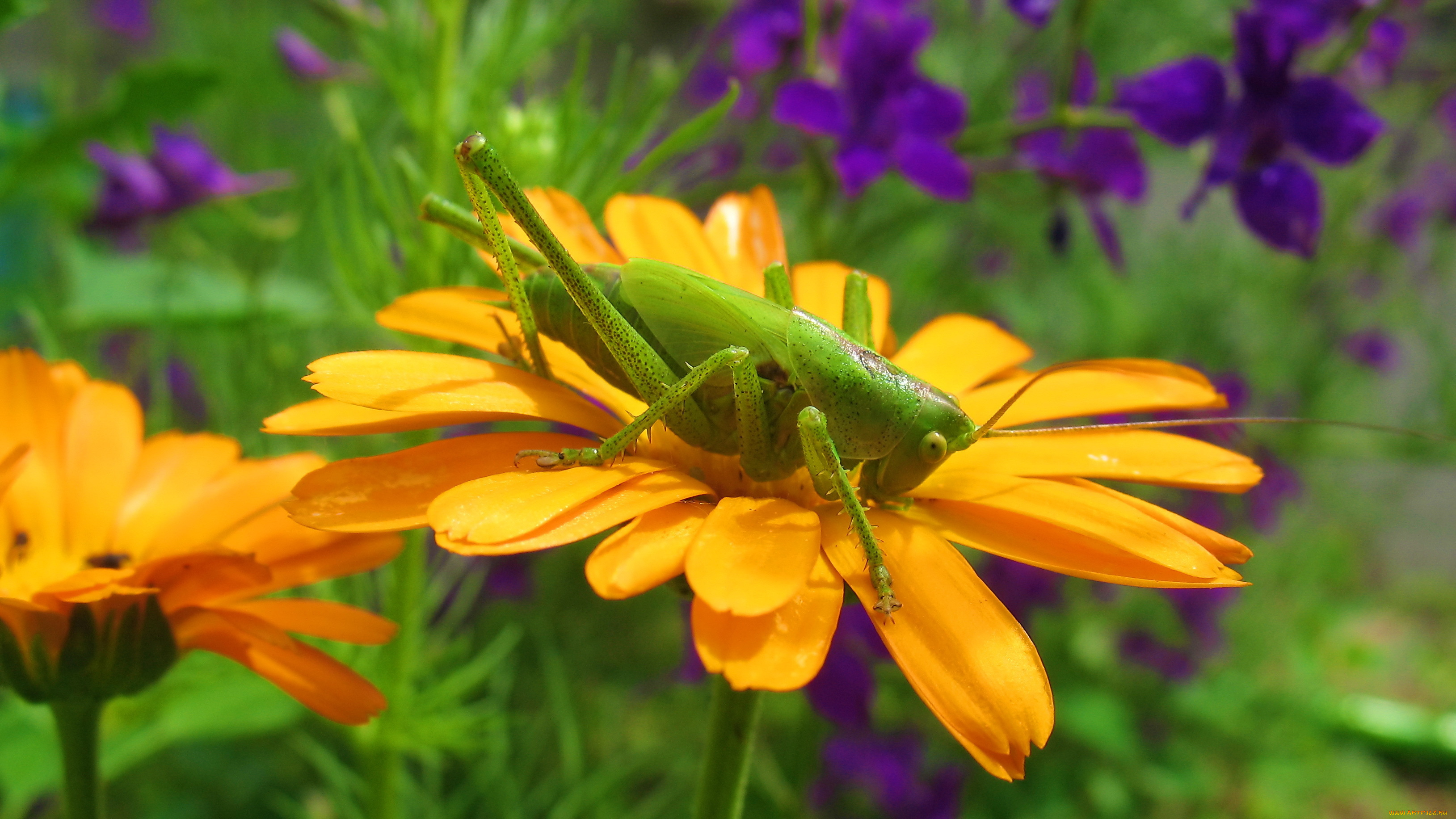 животные, кузнечики, саранча