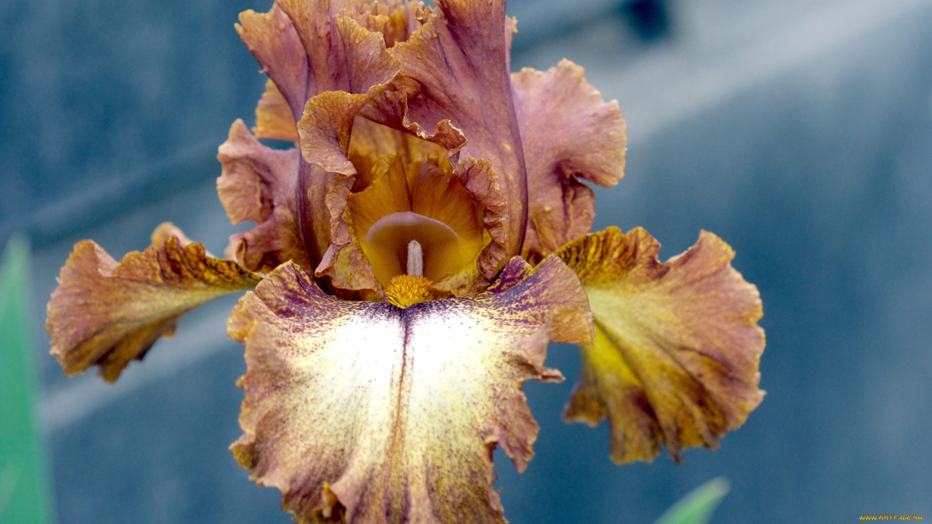 цветы, ирисы, коричневый