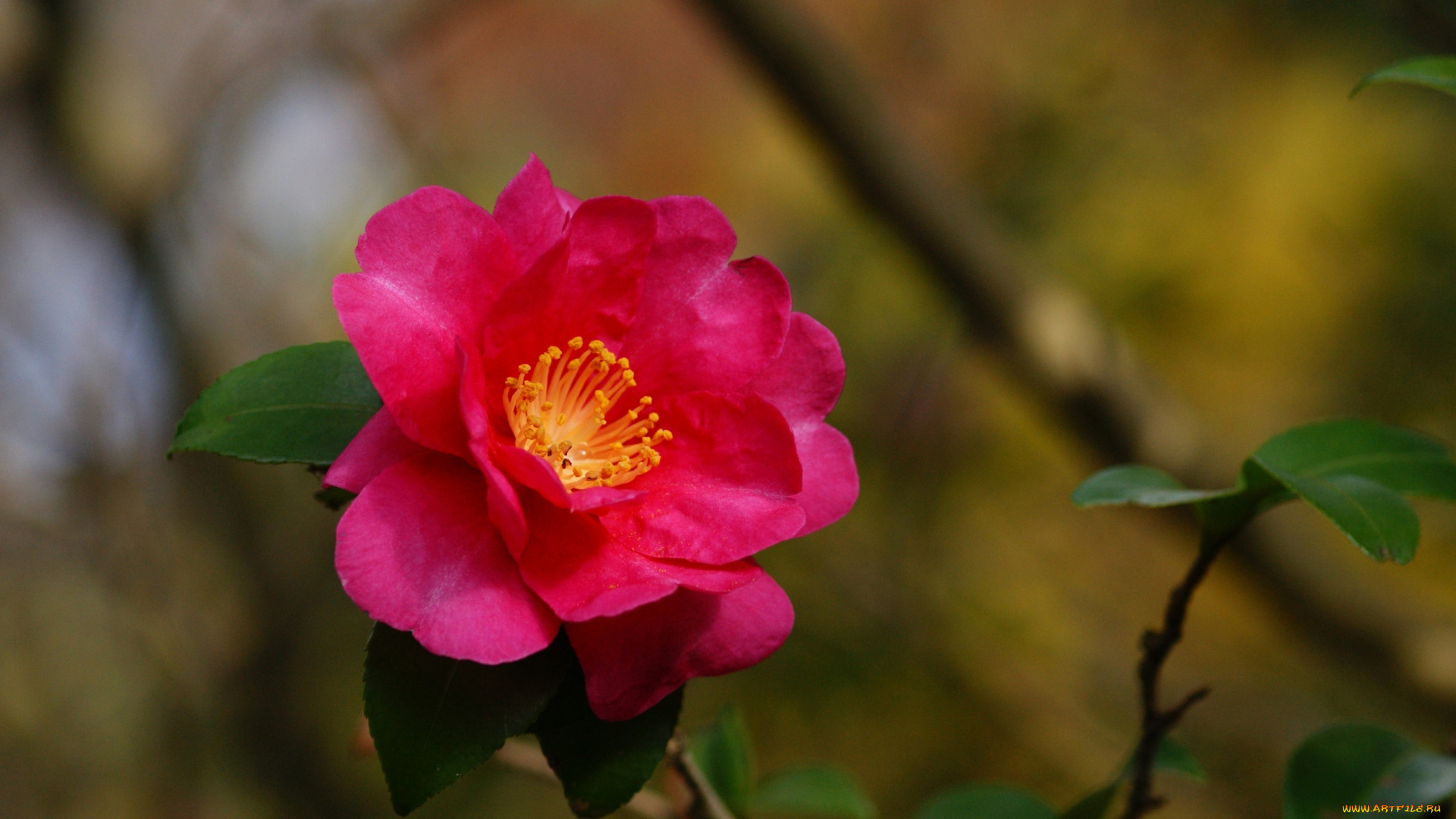 цветы, камелии, розовый, яркий