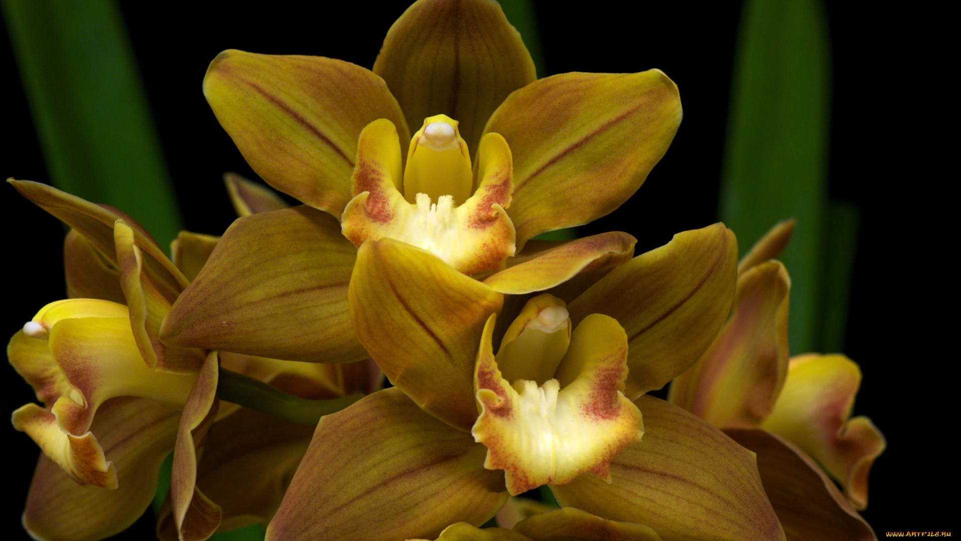 цветы, орхидеи, экзотика, горчичный