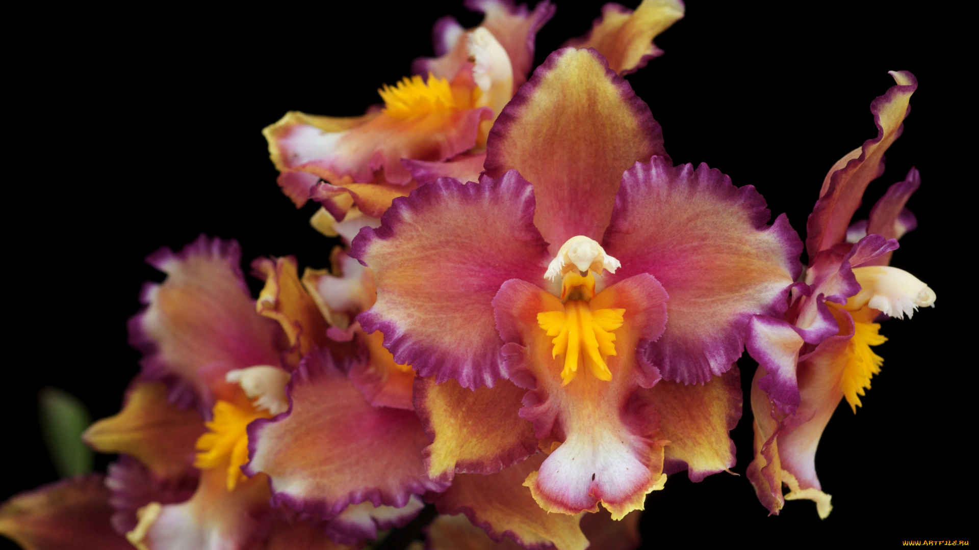 цветы, орхидеи, экзотика, лепестки