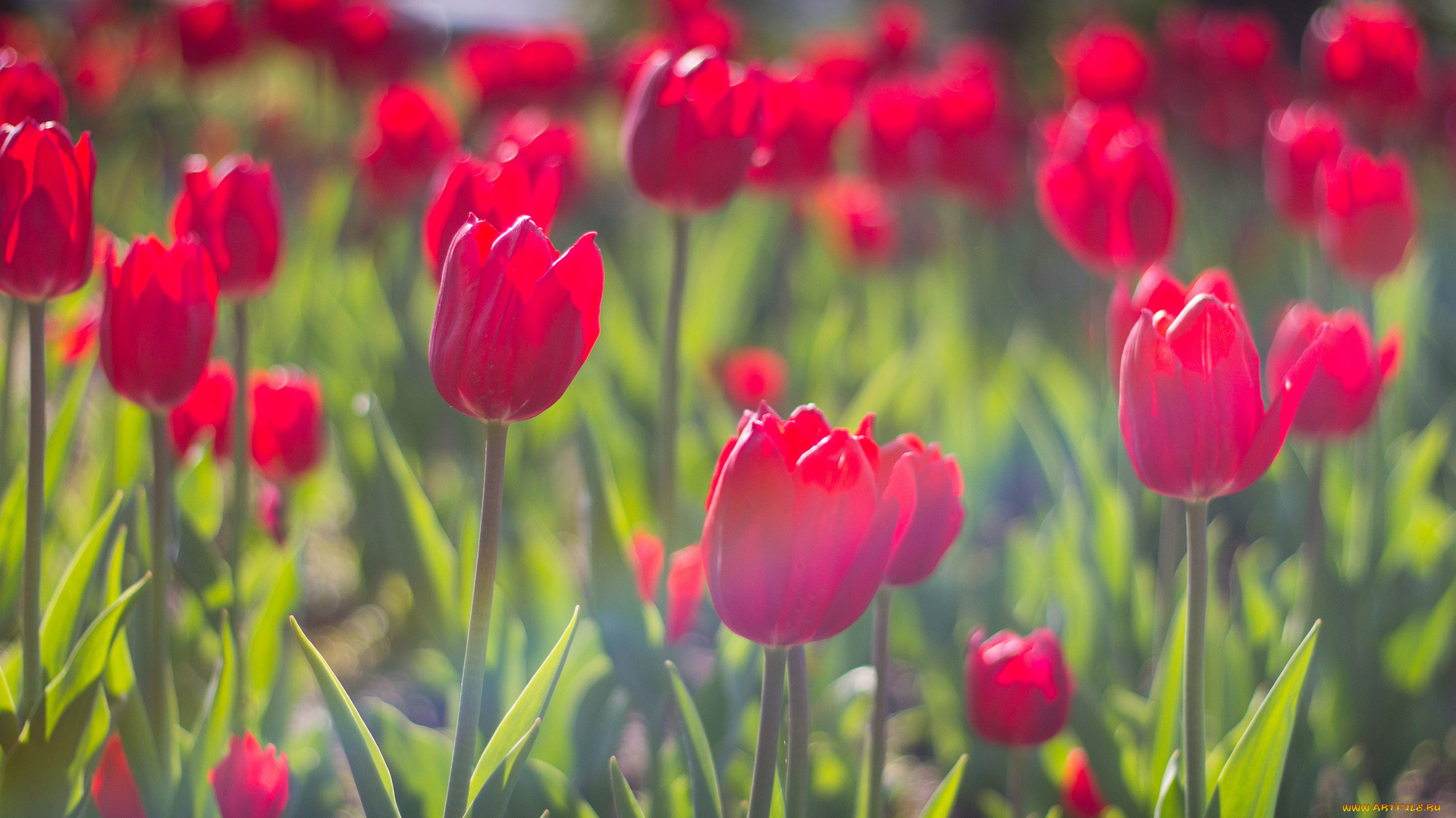 цветы, тюльпаны, бутоны