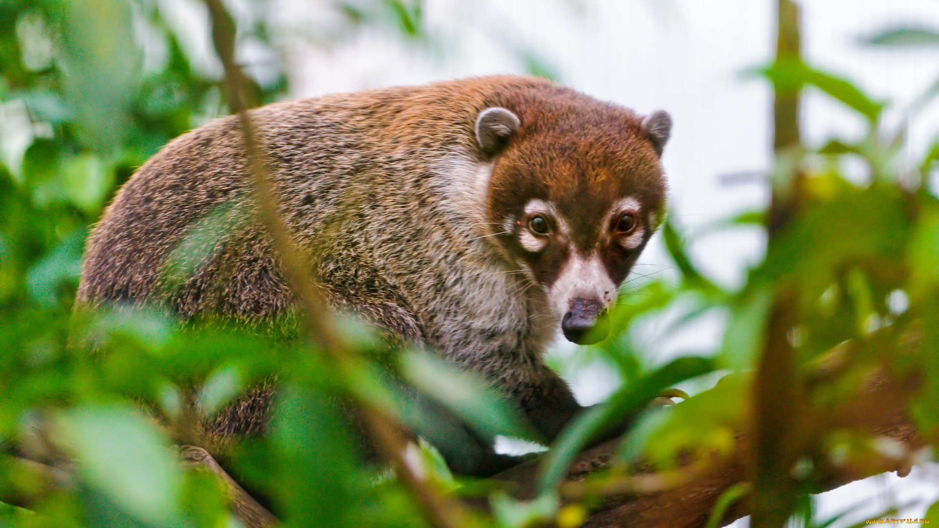 животные, коати, носухи, белоносая, носуха