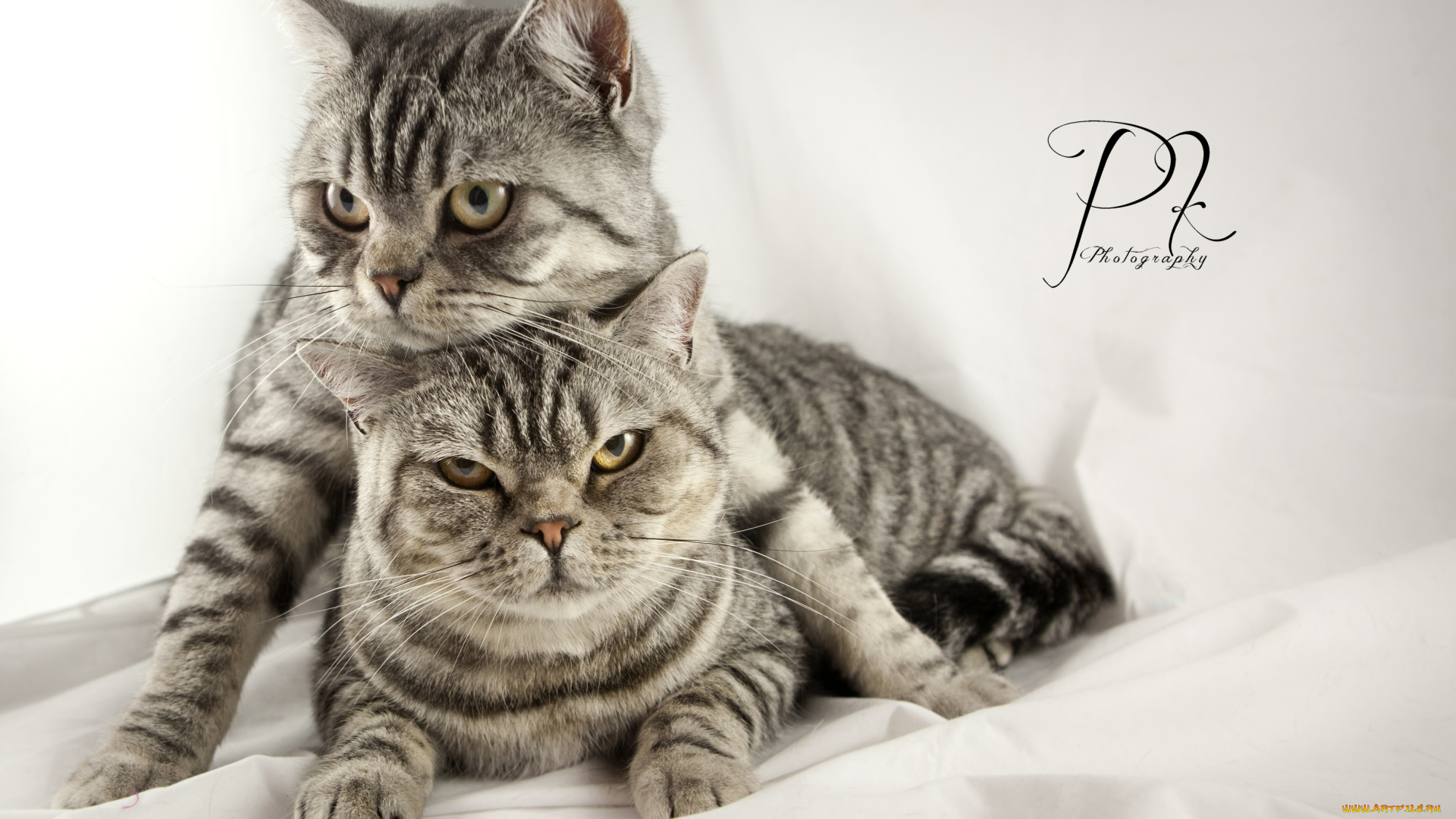 животные, коты, серый, игра