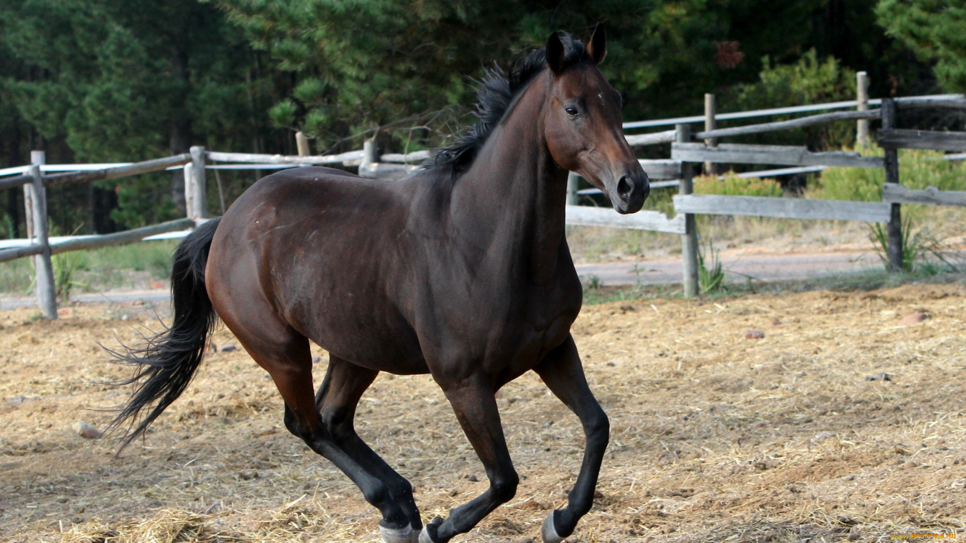 животные, лошади, жеребец, вороной, бег