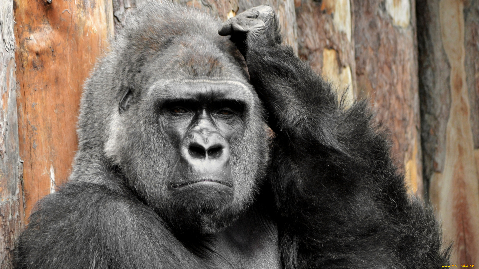 животные, обезьяны, задумчивый, горилла