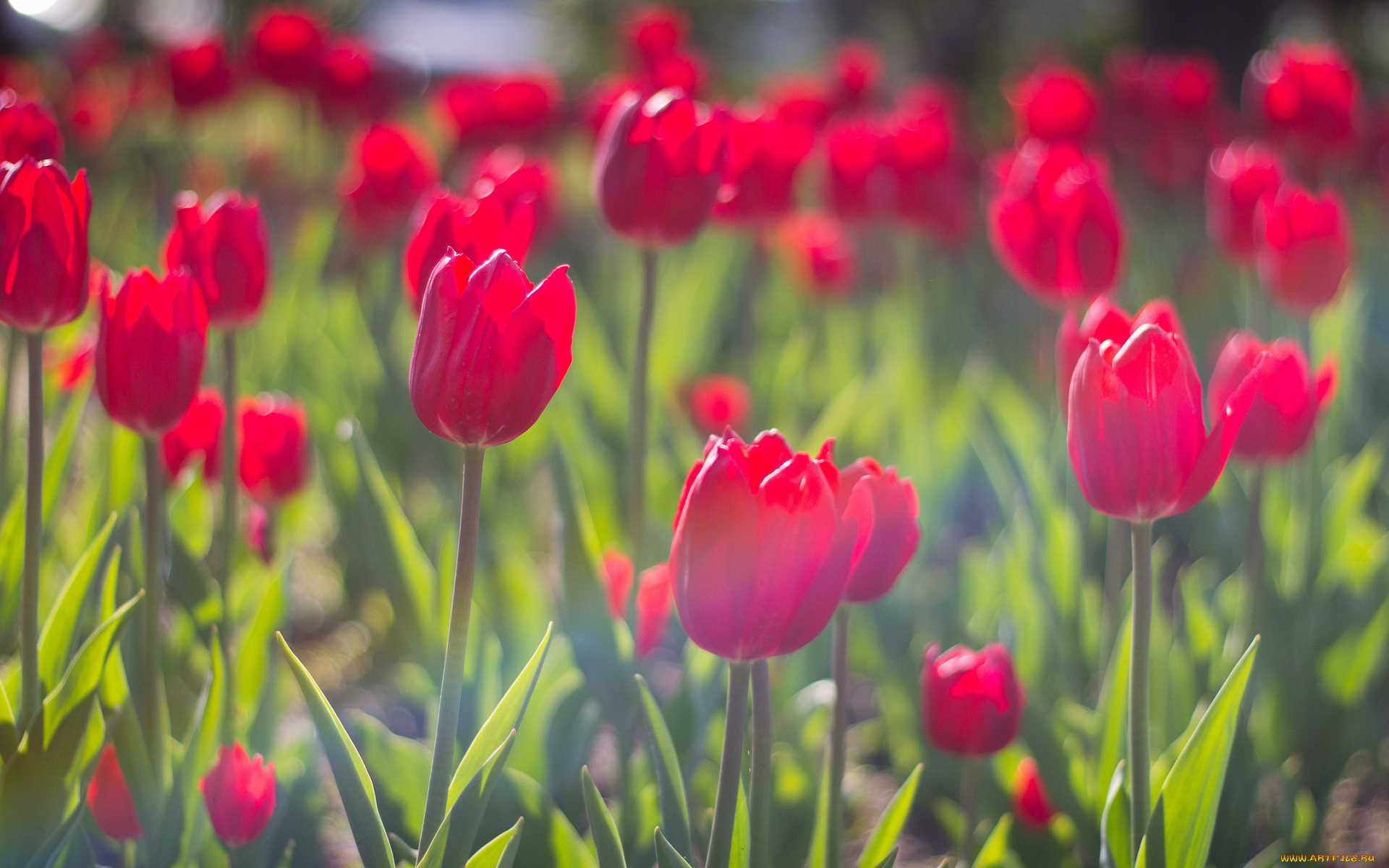 цветы, тюльпаны, бутоны