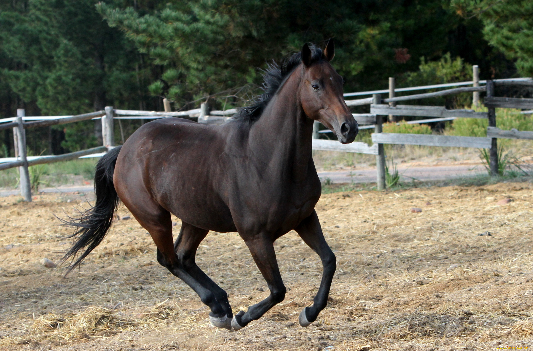 животные, лошади, жеребец, вороной, бег