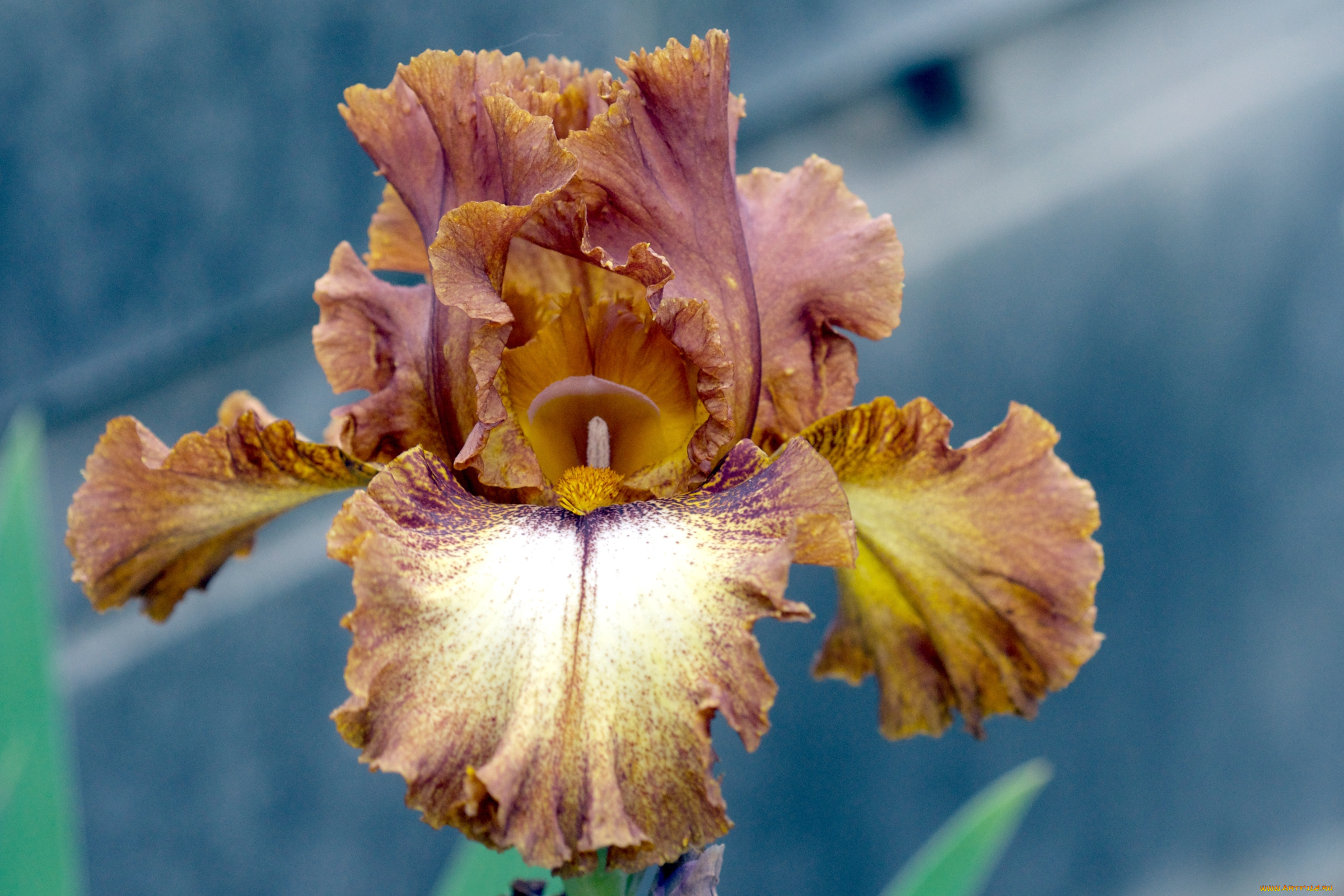 цветы, ирисы, коричневый