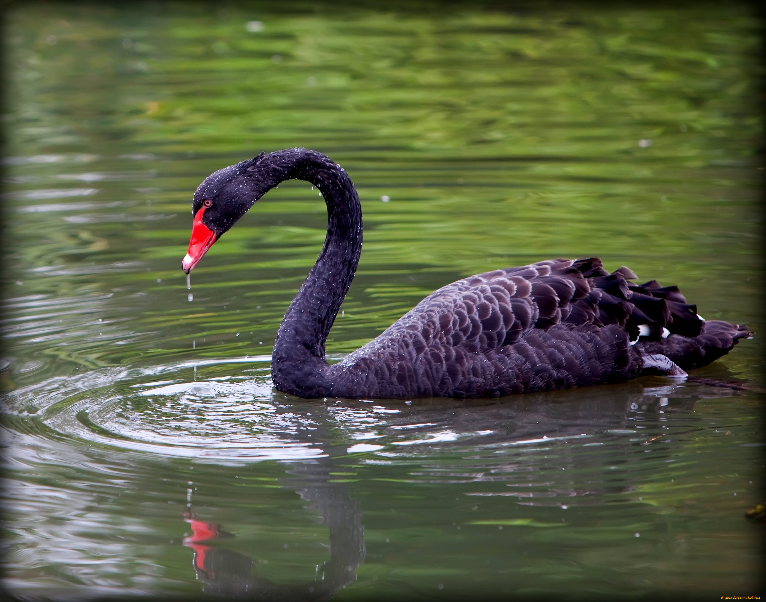животные, лебеди, черный, вода, шея