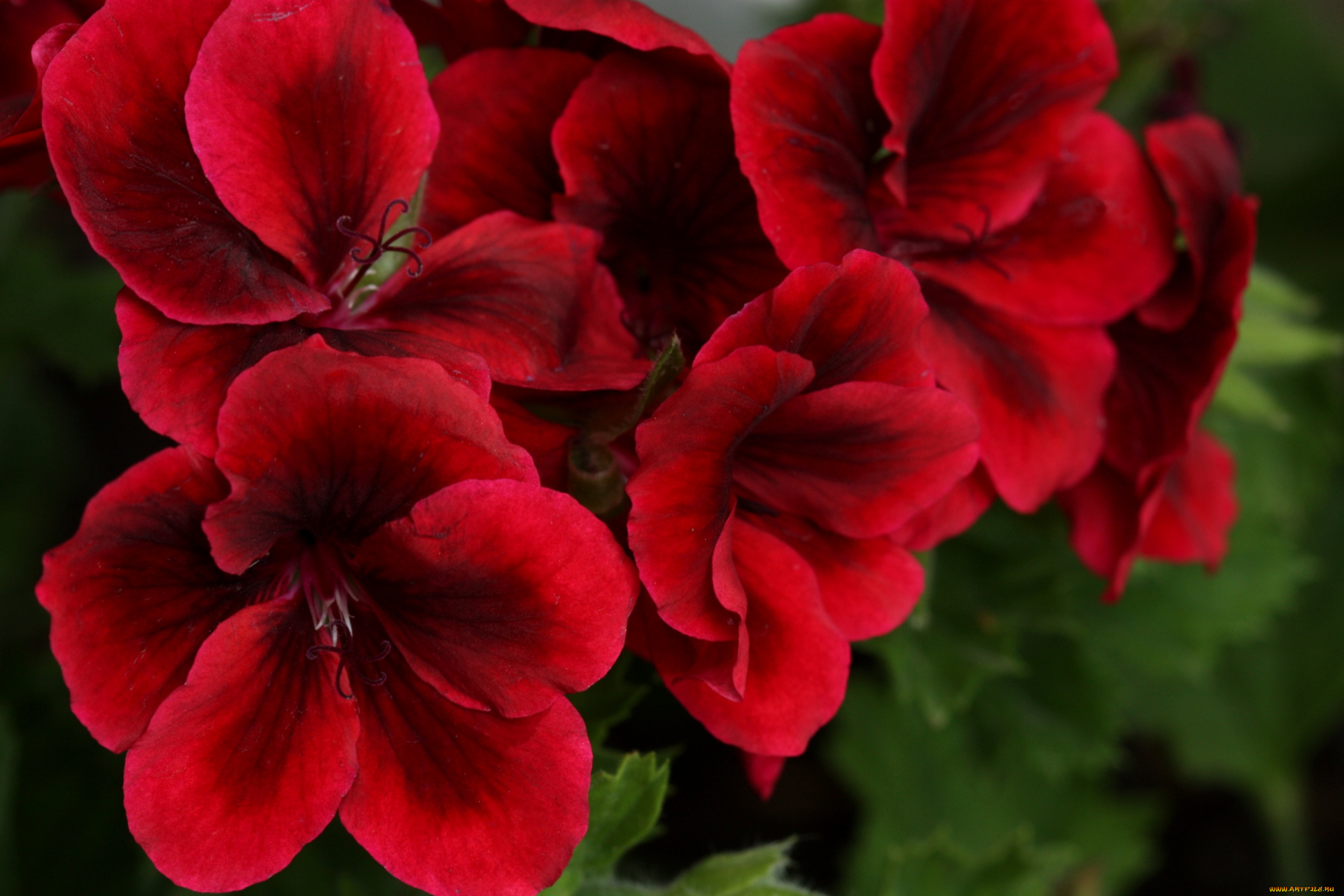цветы, герань, красный