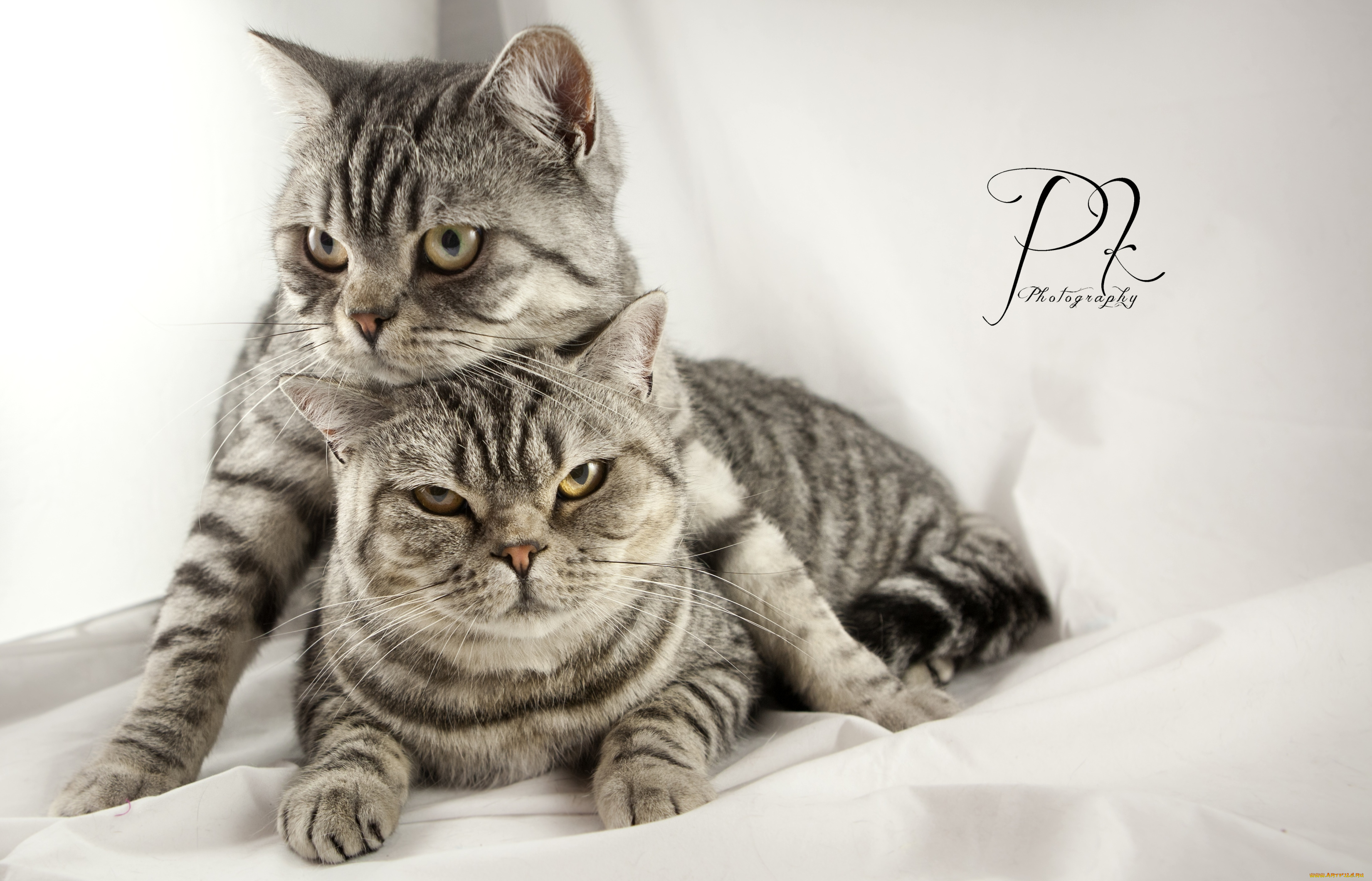 животные, коты, серый, игра