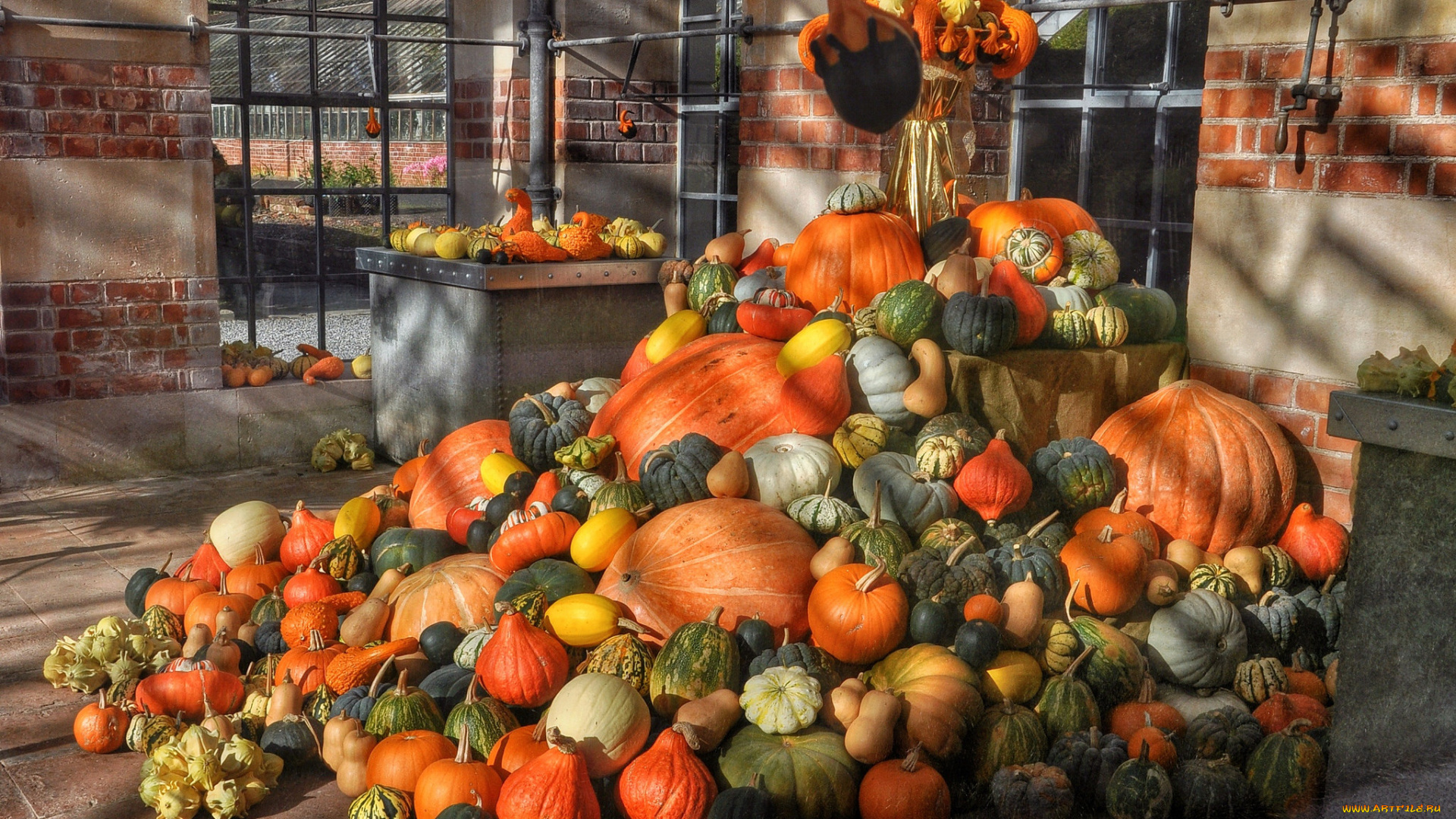 еда, тыква, урожай