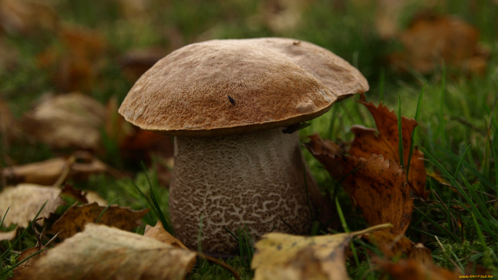 природа, грибы, поддубовик