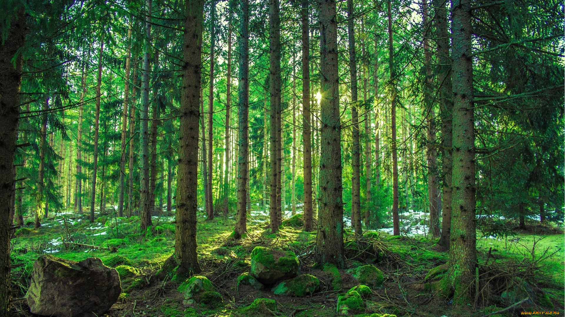 природа, лес, лето, пес