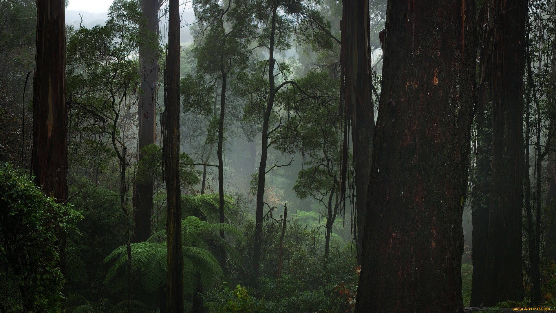 природа, лес, пес, лето