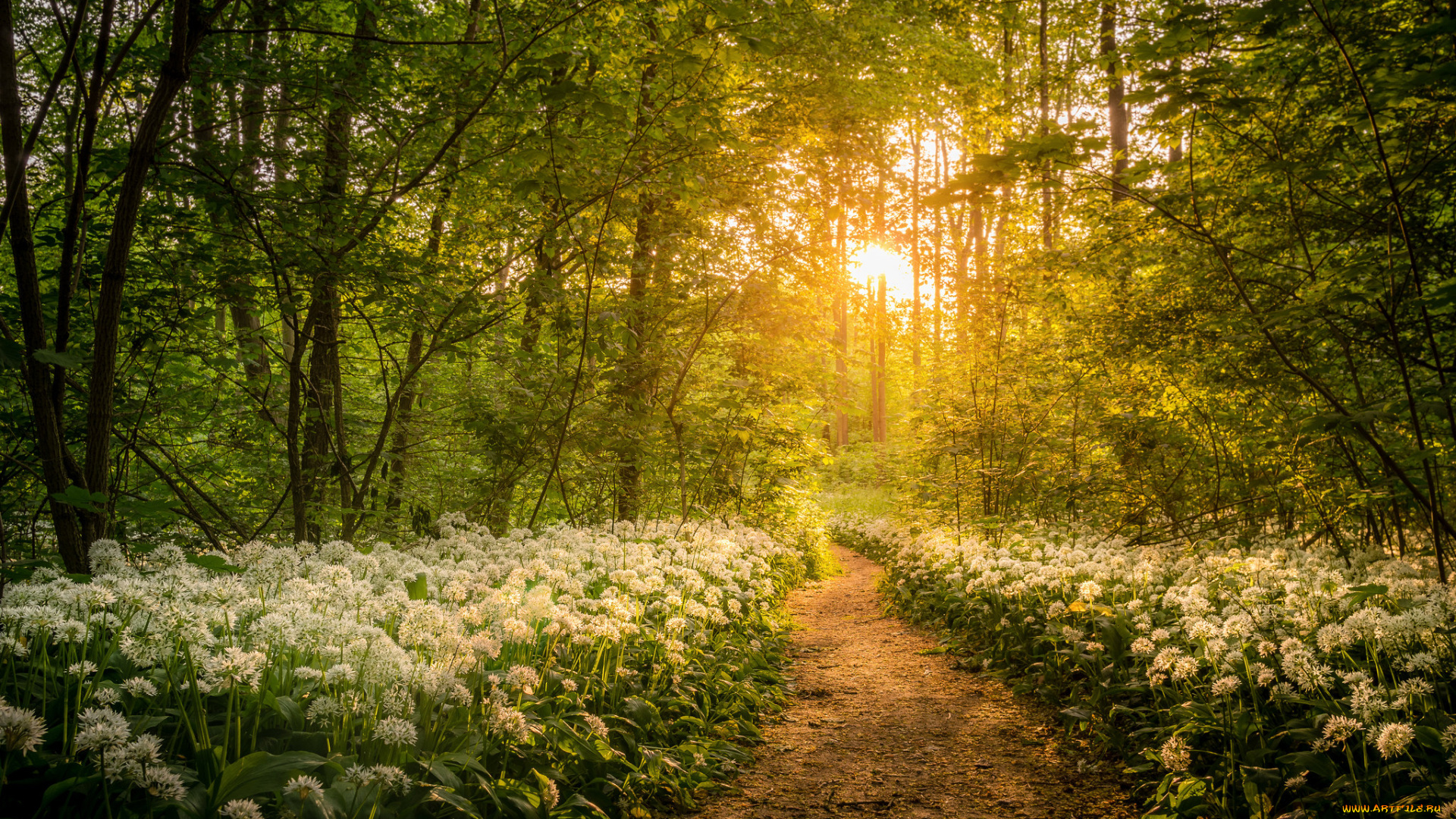 природа, лес, рассвет