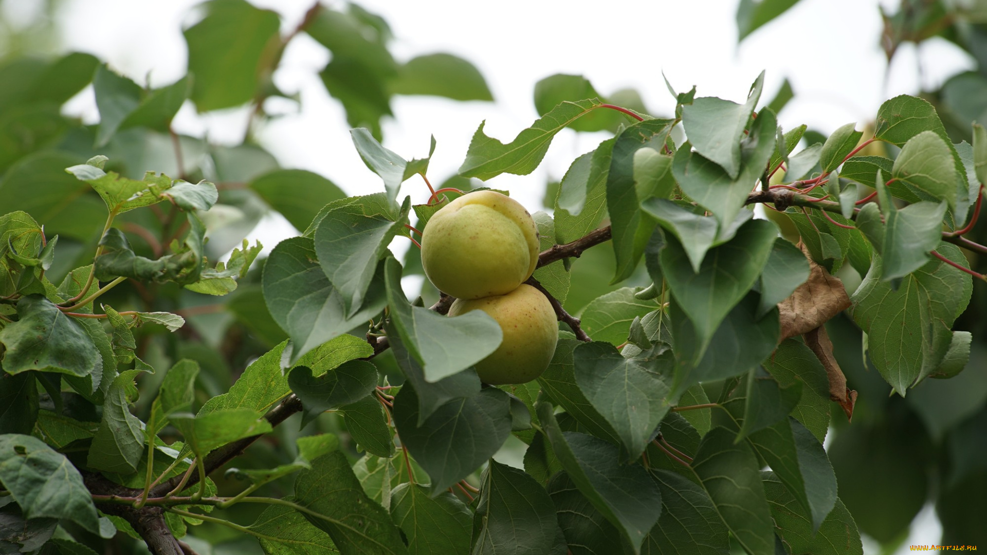 природа, плоды, яблоки, ветка