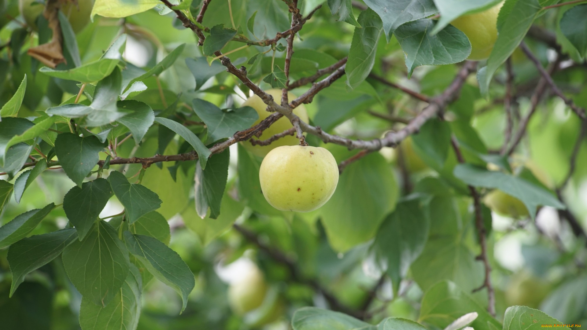 природа, плоды, яблоки, ветка