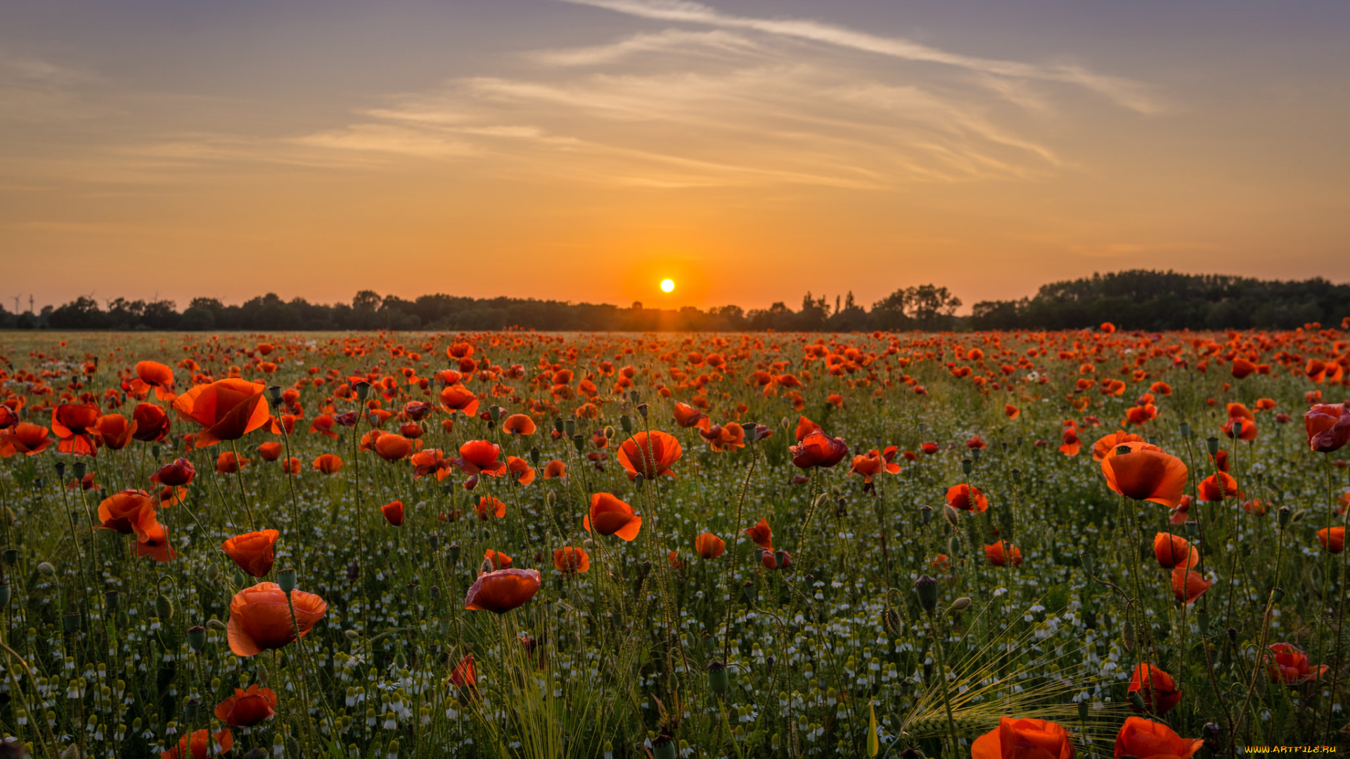 природа, поля, рассвет
