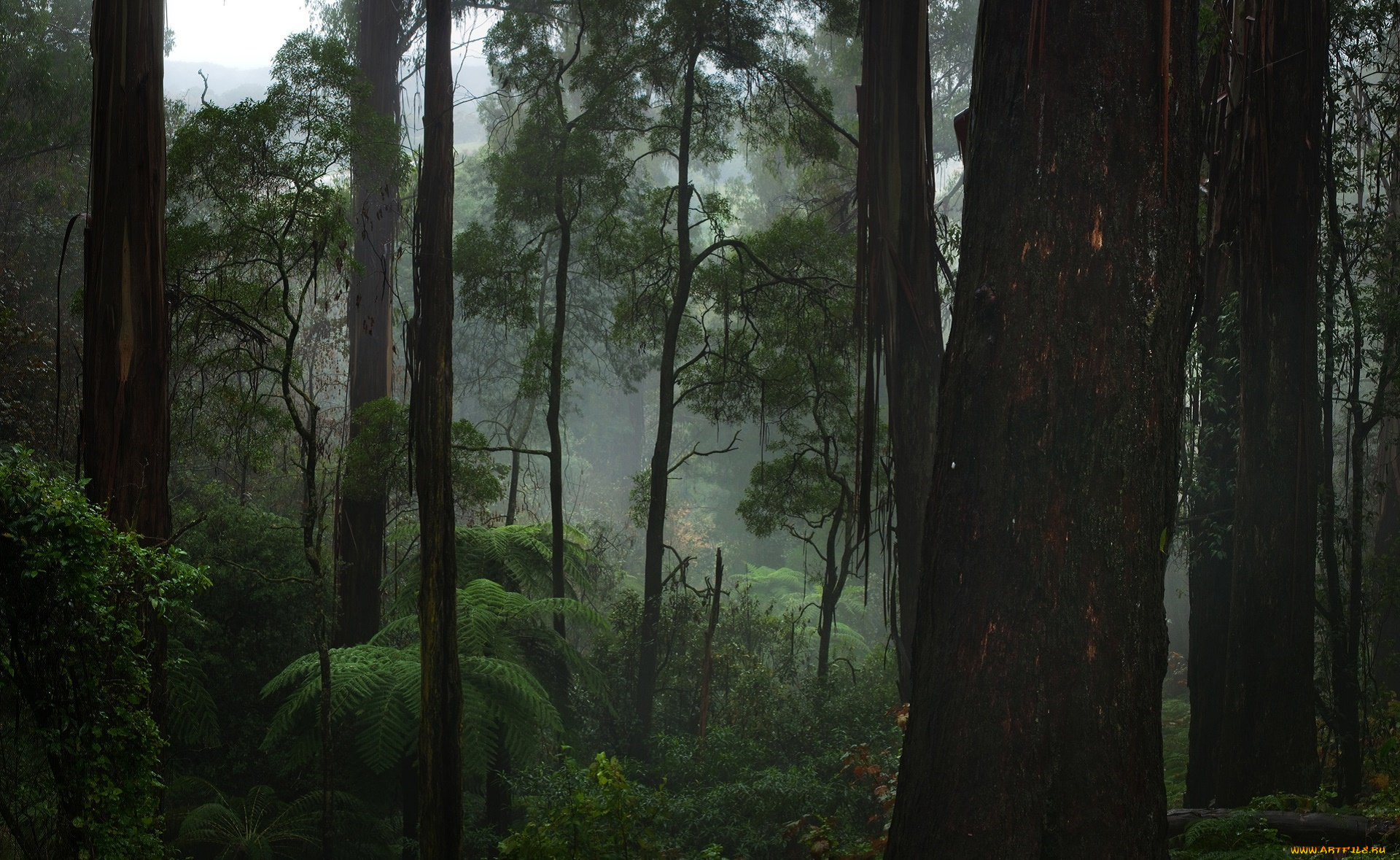 природа, лес, пес, лето