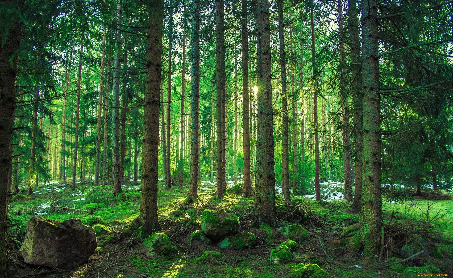 природа, лес, лето, пес