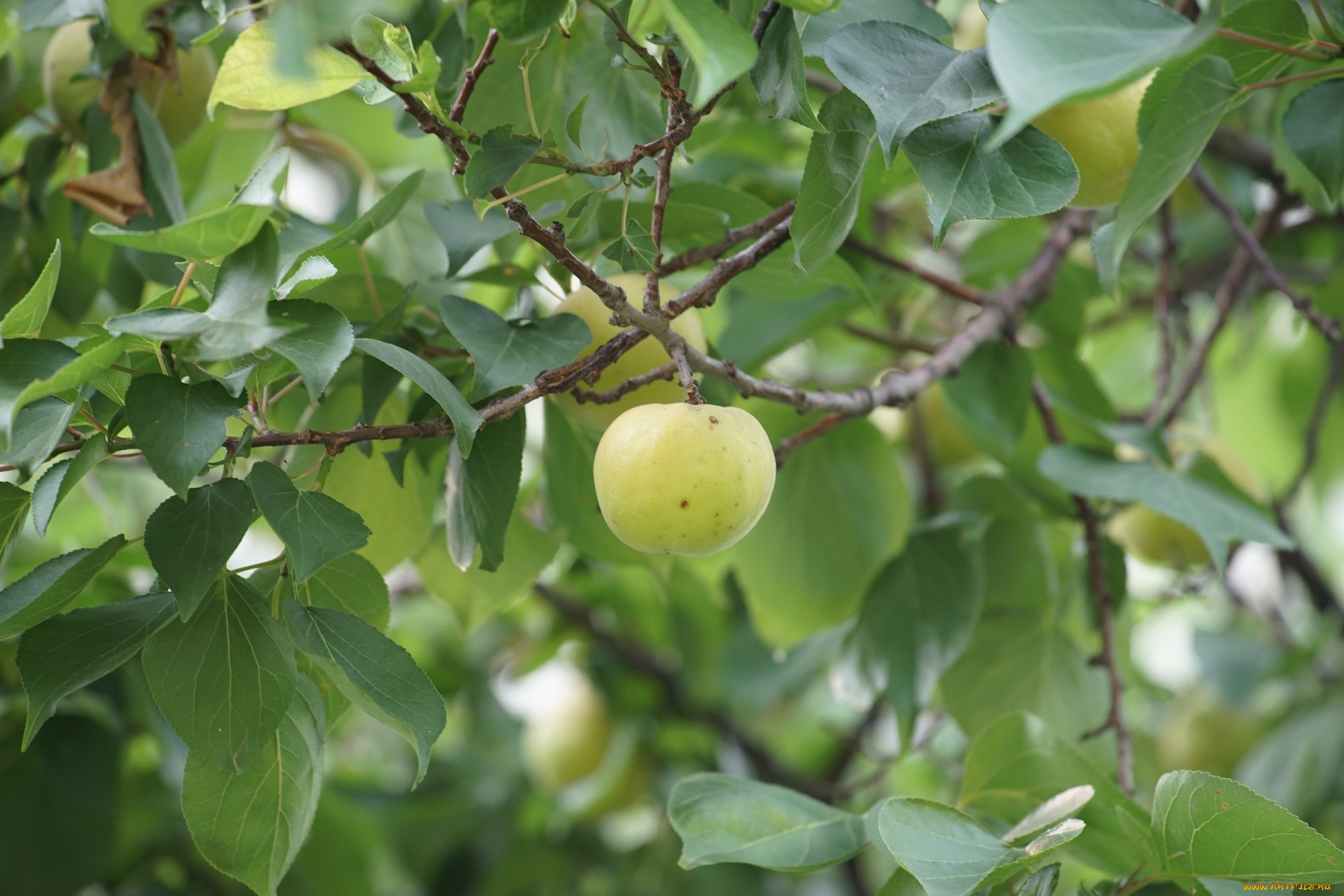 природа, плоды, яблоки, ветка