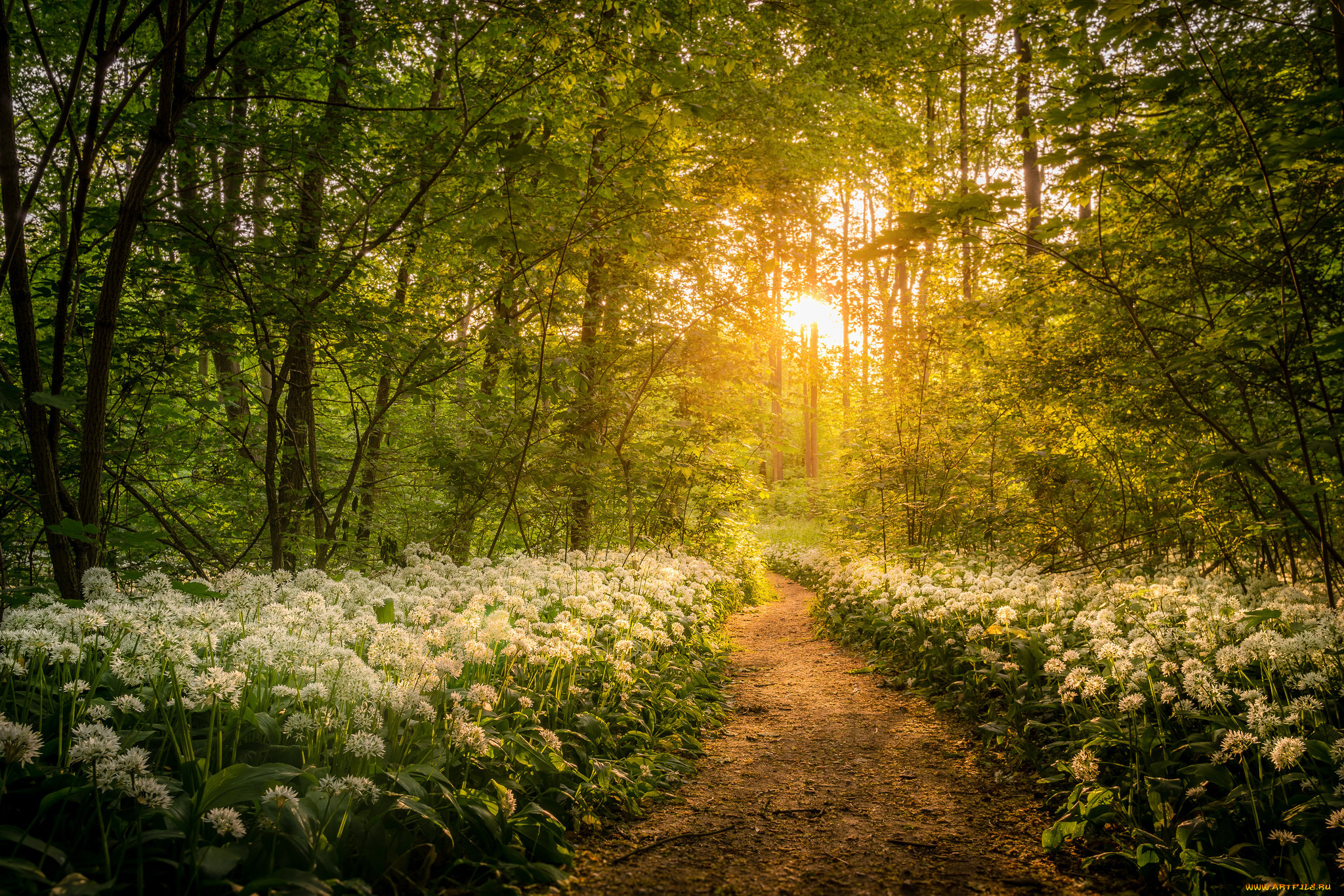 природа, лес, рассвет