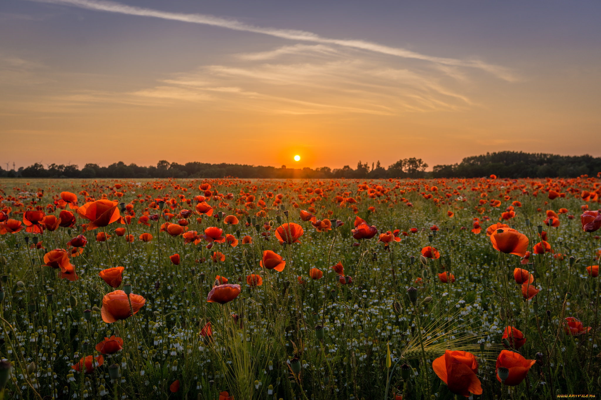 природа, поля, рассвет