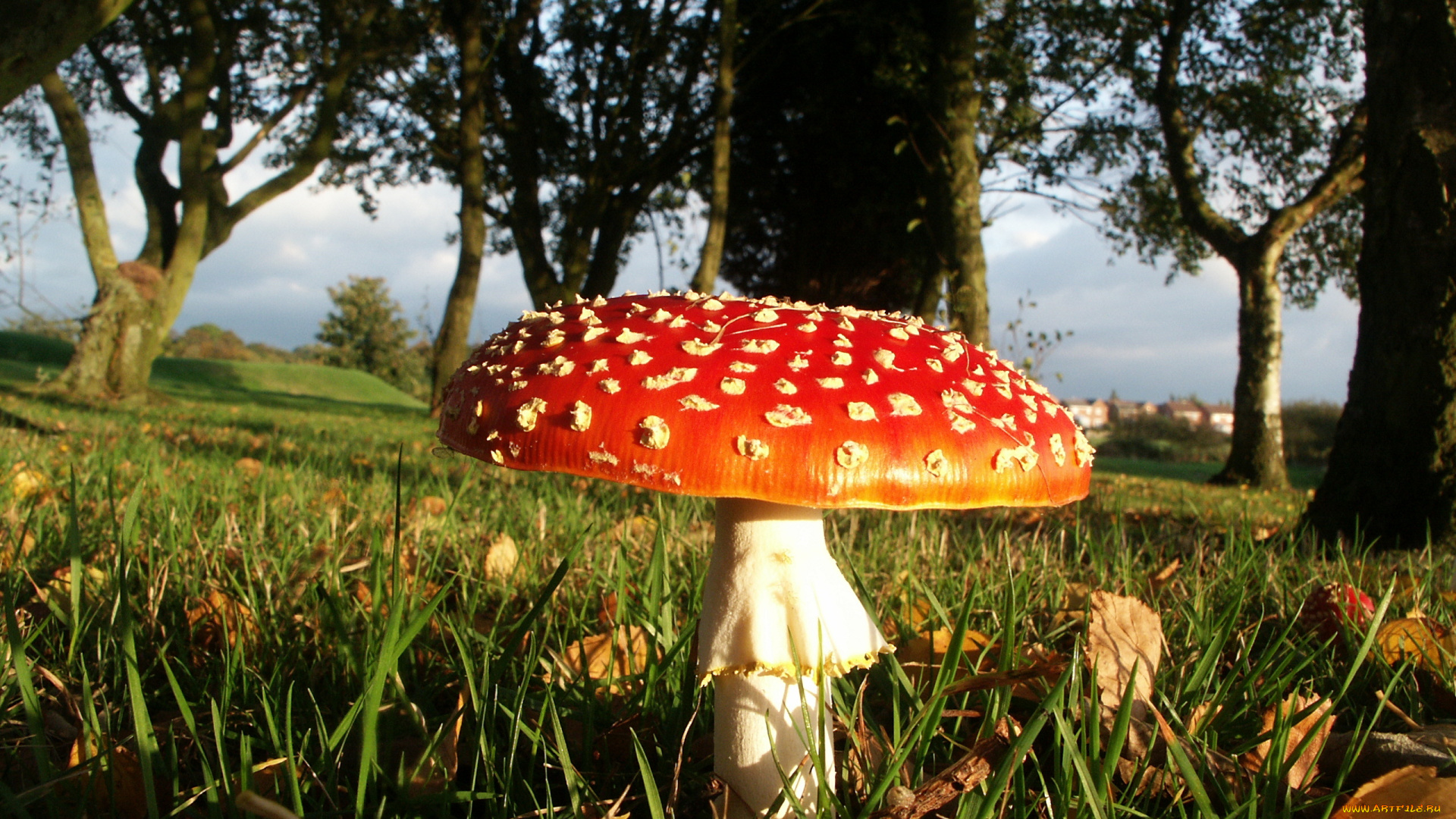 природа, грибы, , мухомор, лес, мухомор