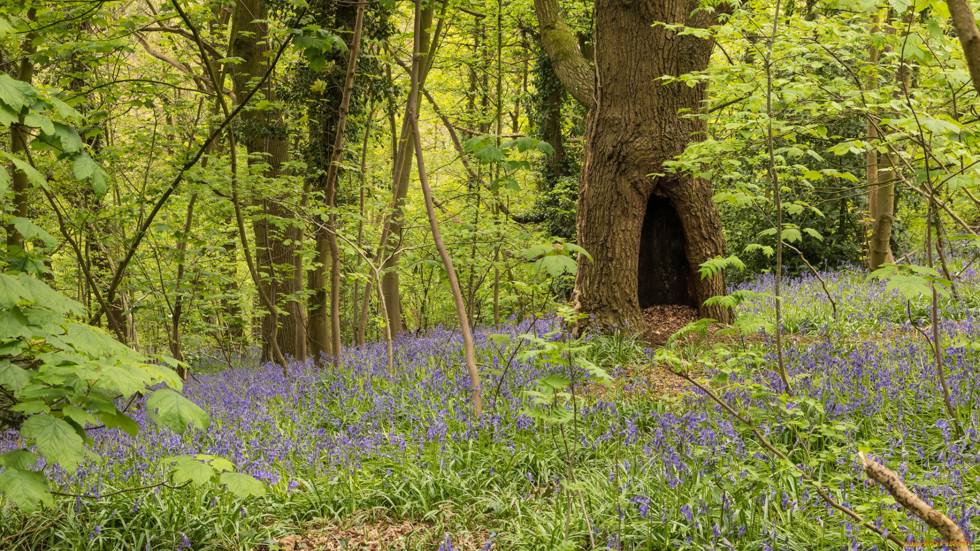 природа, лес, деревья