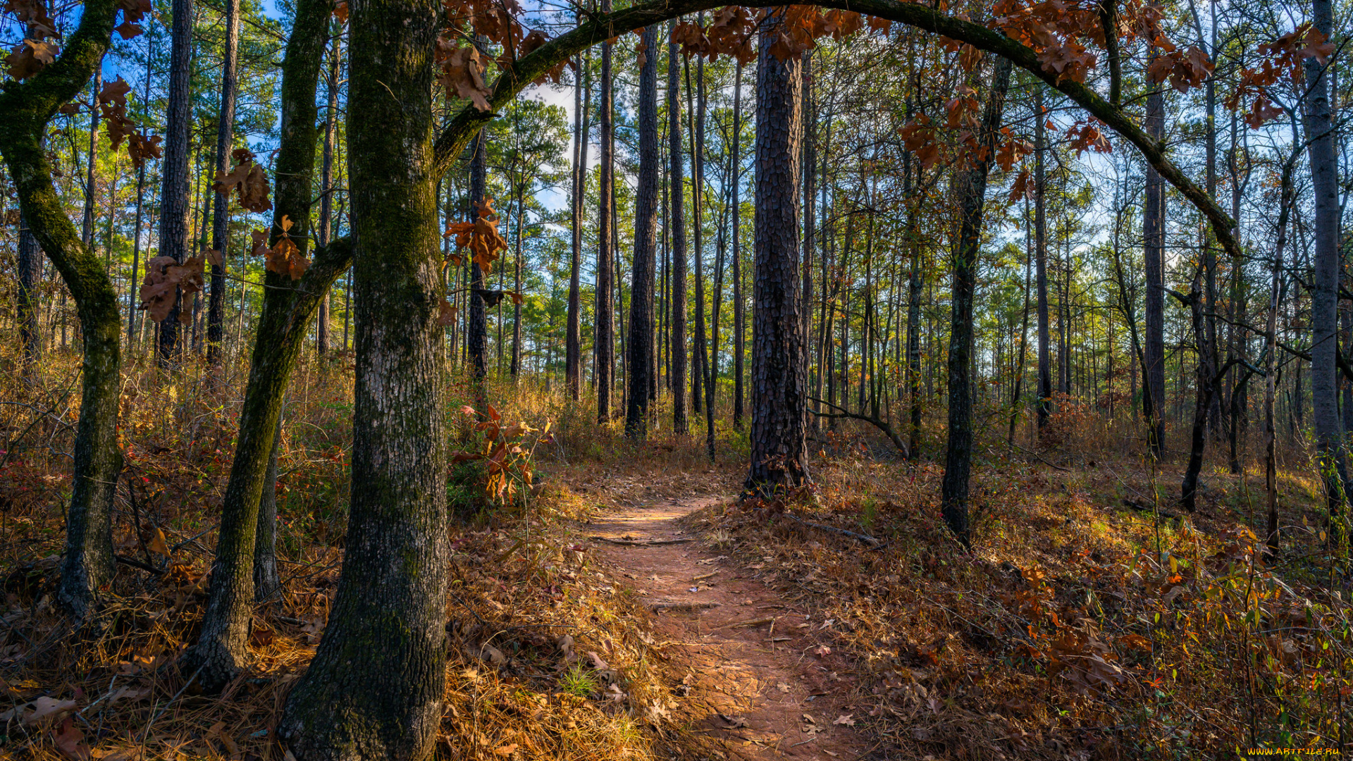 природа, лес, деревья