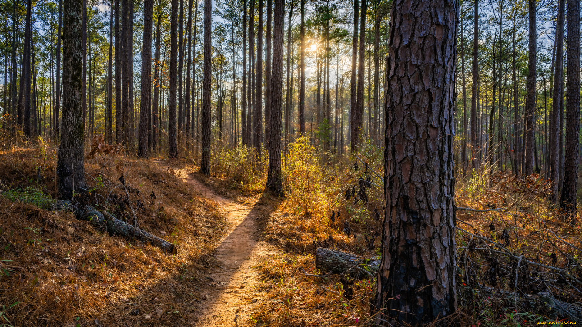 природа, лес, деревья