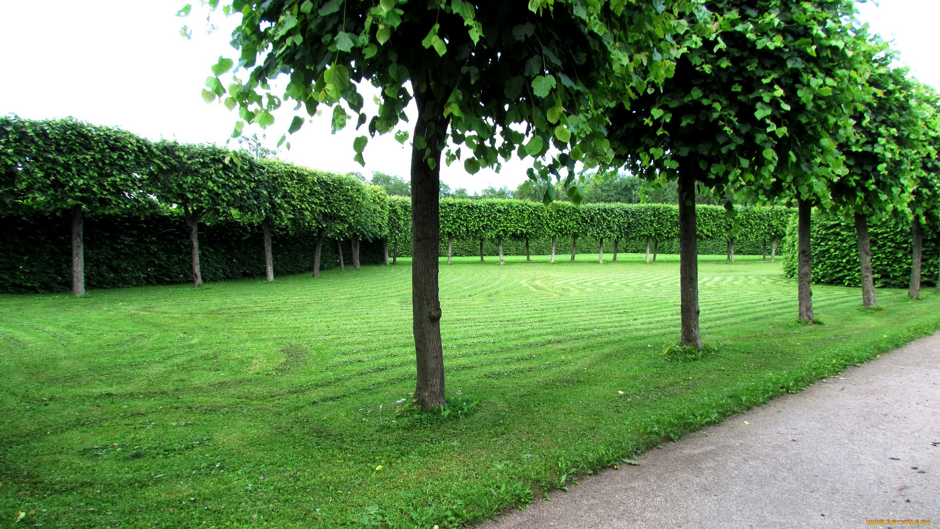 природа, парк, трава, деревья