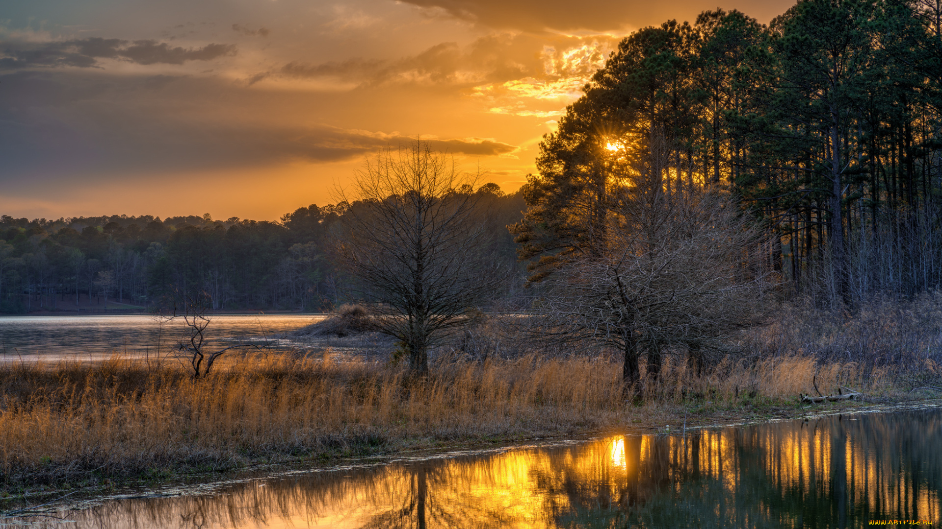 природа, реки, озера, лес, река