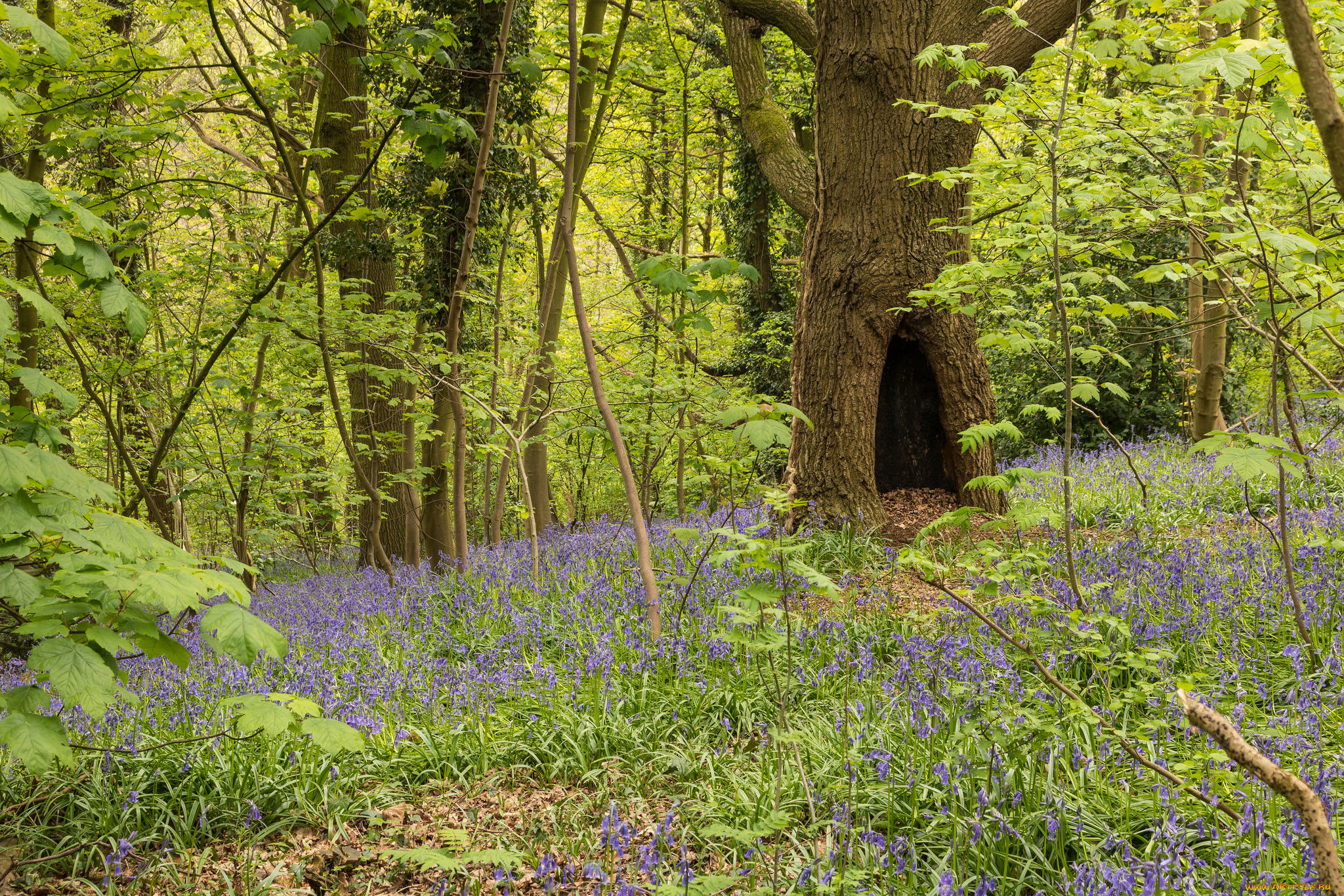 природа, лес, деревья