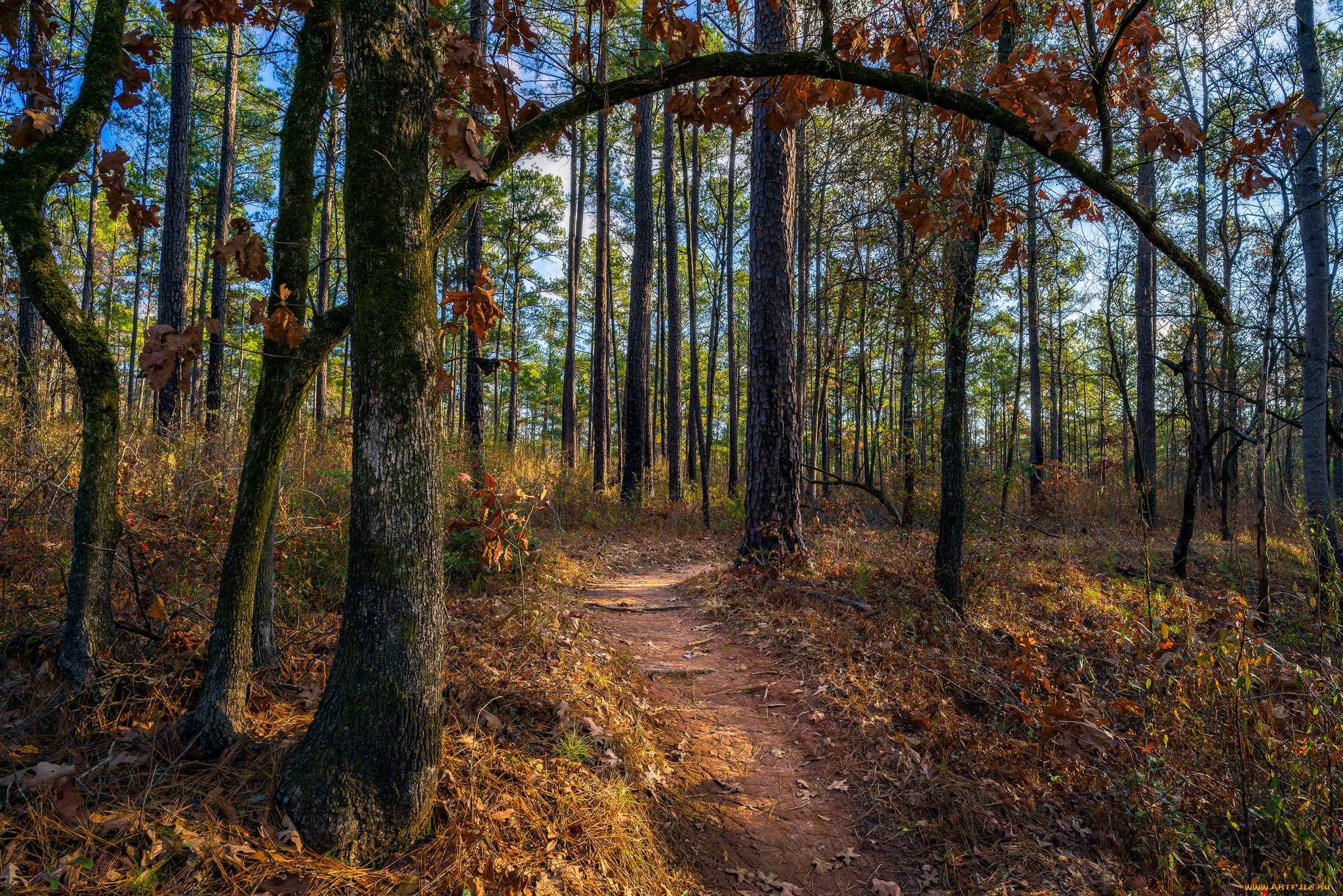 природа, лес, деревья