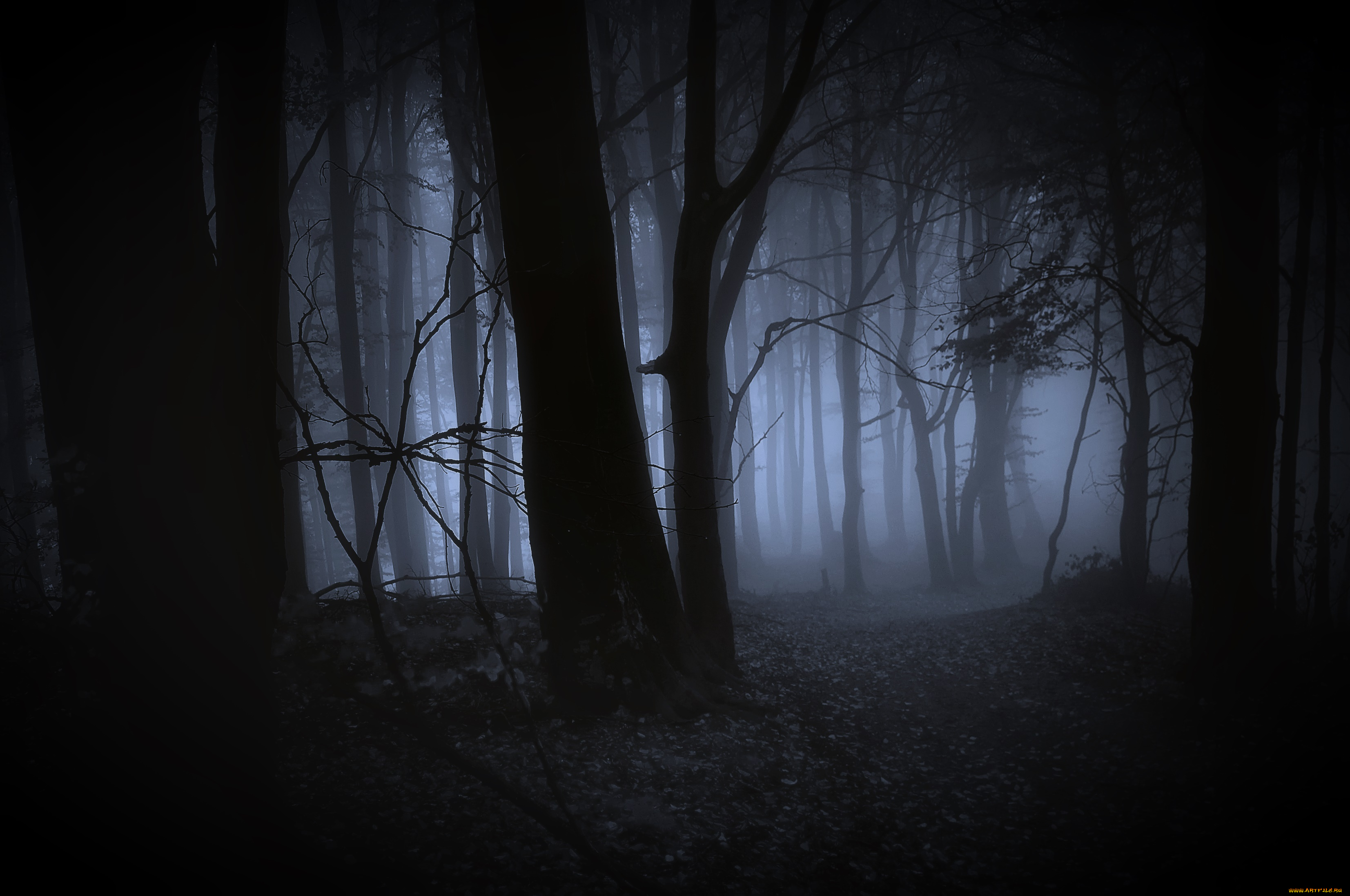 природа, лес, ночь