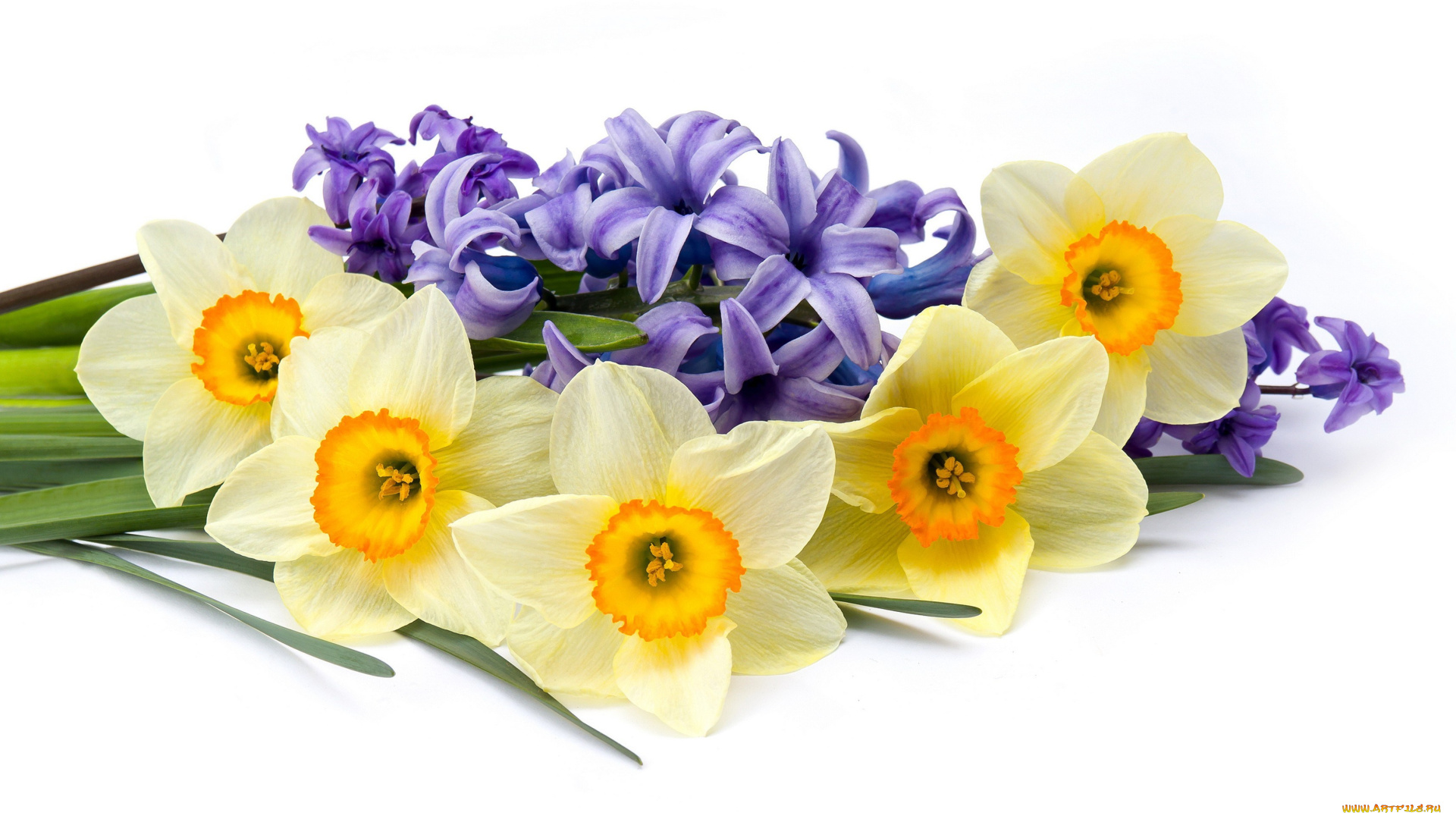 цветы, разные, вместе, гиацинты, букет, нарциссы