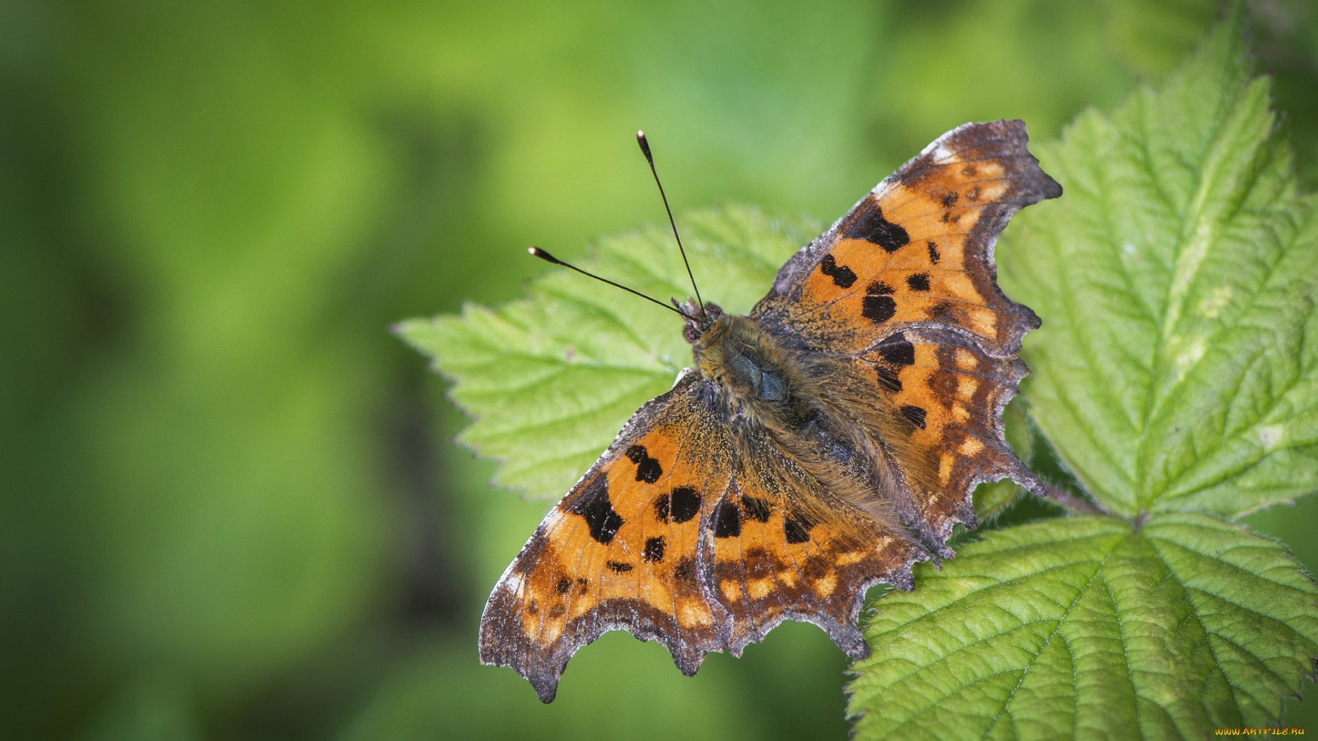 животные, бабочки, , мотыльки, , моли, бабочка