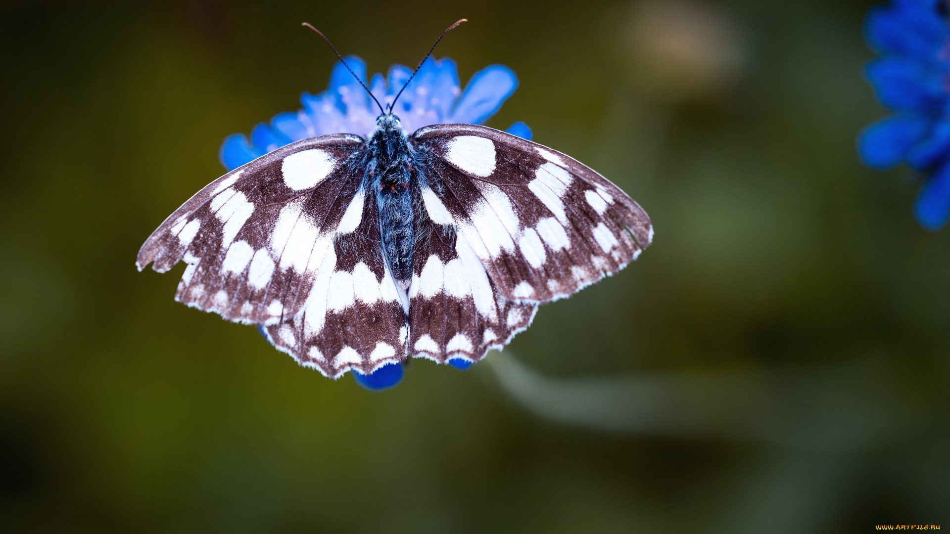 животные, бабочки, , мотыльки, , моли, цветок, бабочка, синий