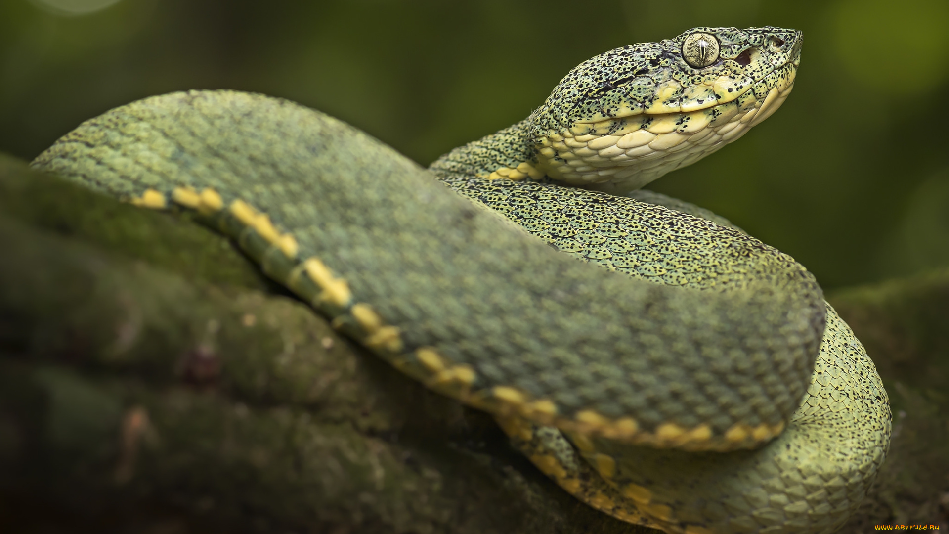 животные, змеи, , питоны, , кобры, змейка