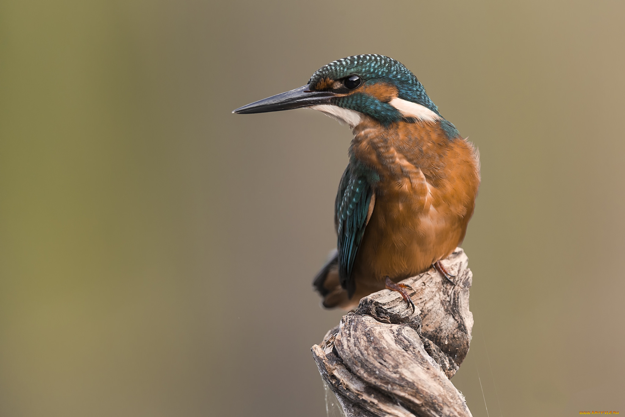 животные, зимородки, птичка