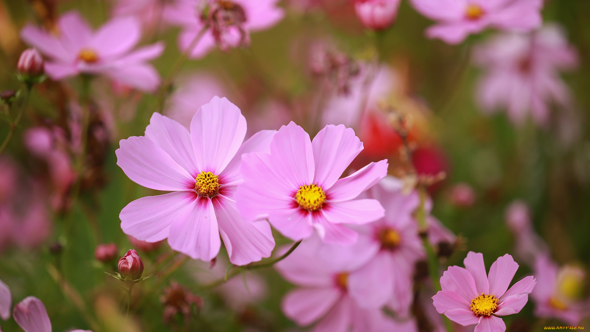 цветы, космея, розовая